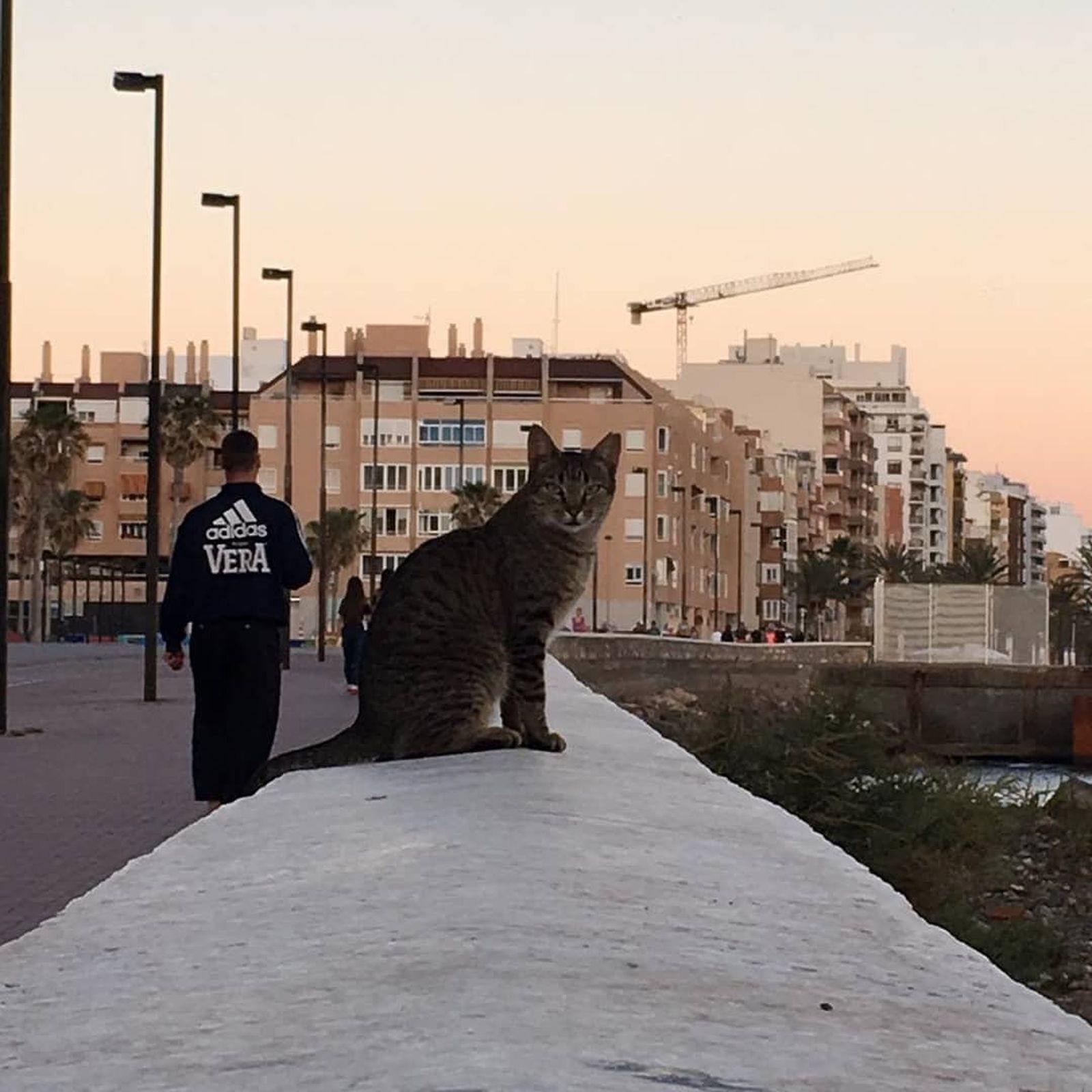 Uno de los gatos de la colonia del Club de Mar posa en el murete del paseo marítimo.