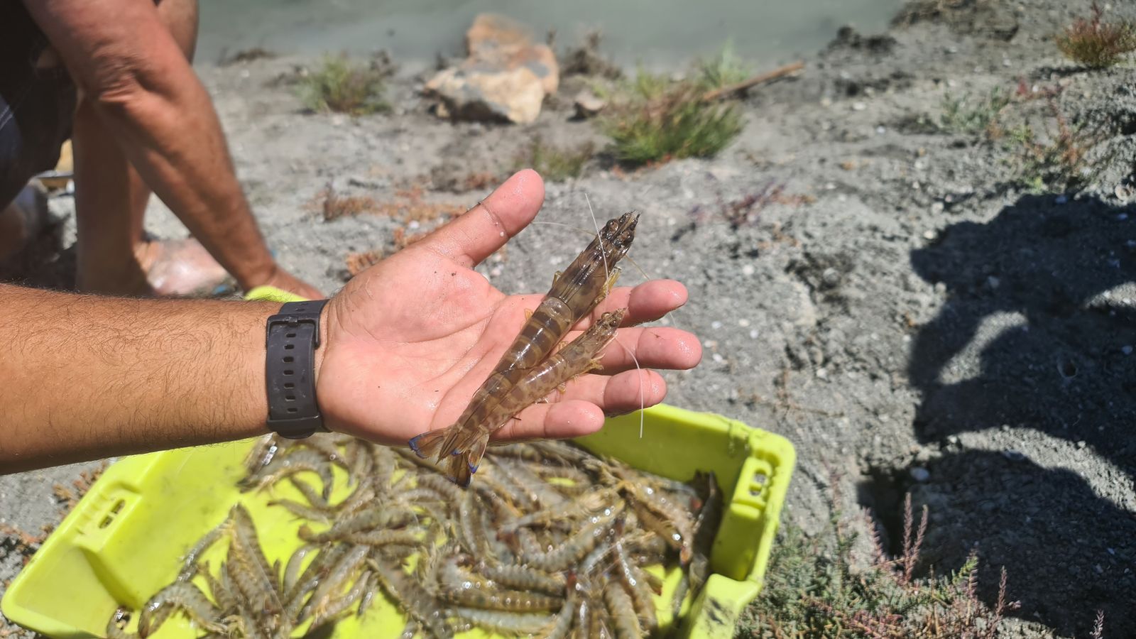 Langostino cría y otro de un año