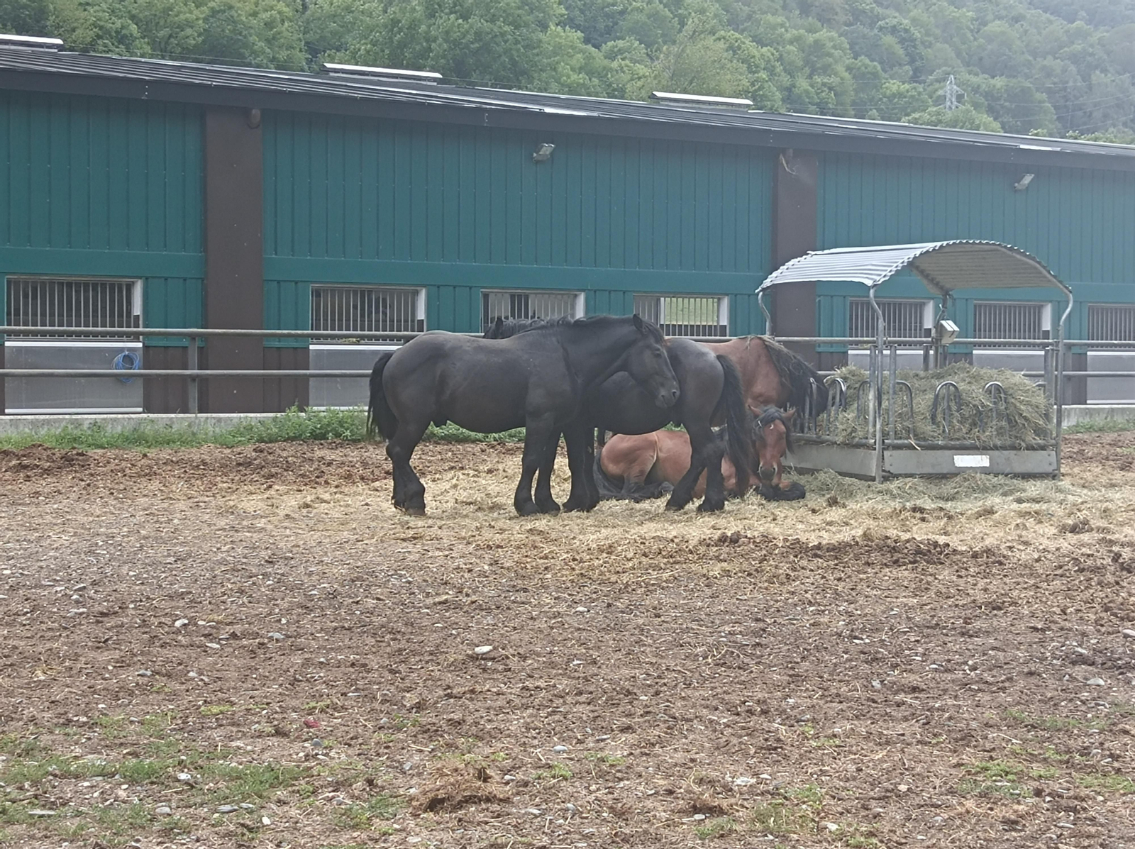 Caballos a las afueras de Les.