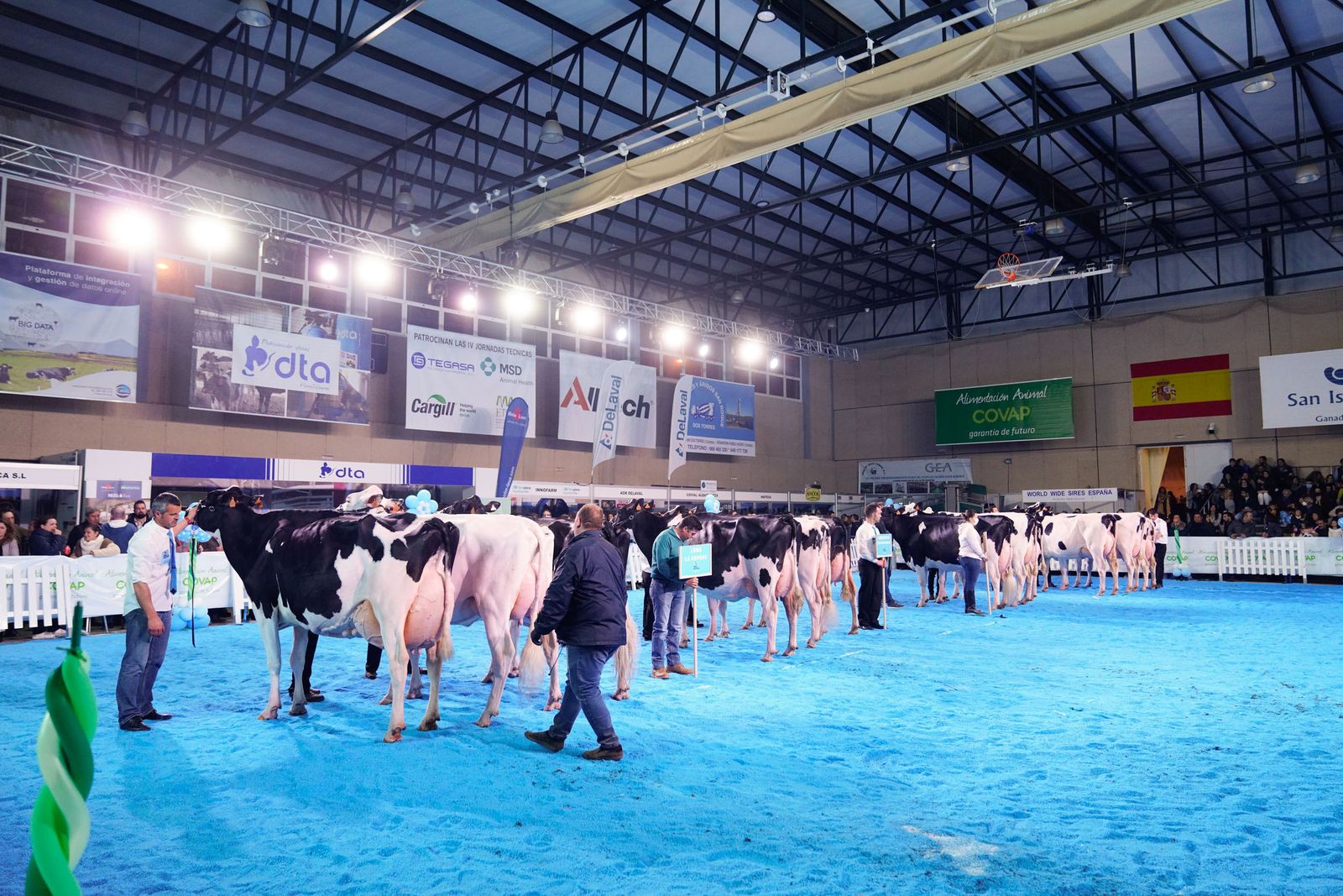 La elección de la Vaca Gran Campeona de Dos Torres, en fotografías