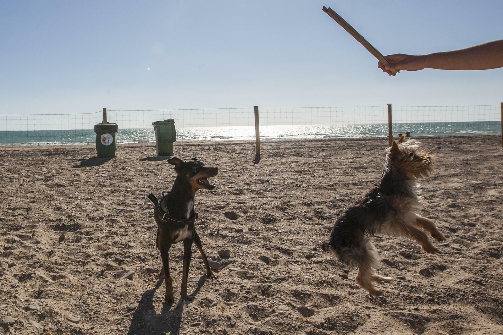 Perros jugando en la playa canina.
