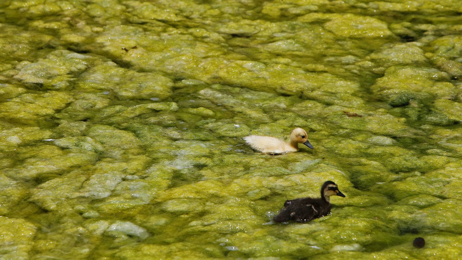 Dos pequeños patos tratan de abrirse paso entre las algas.