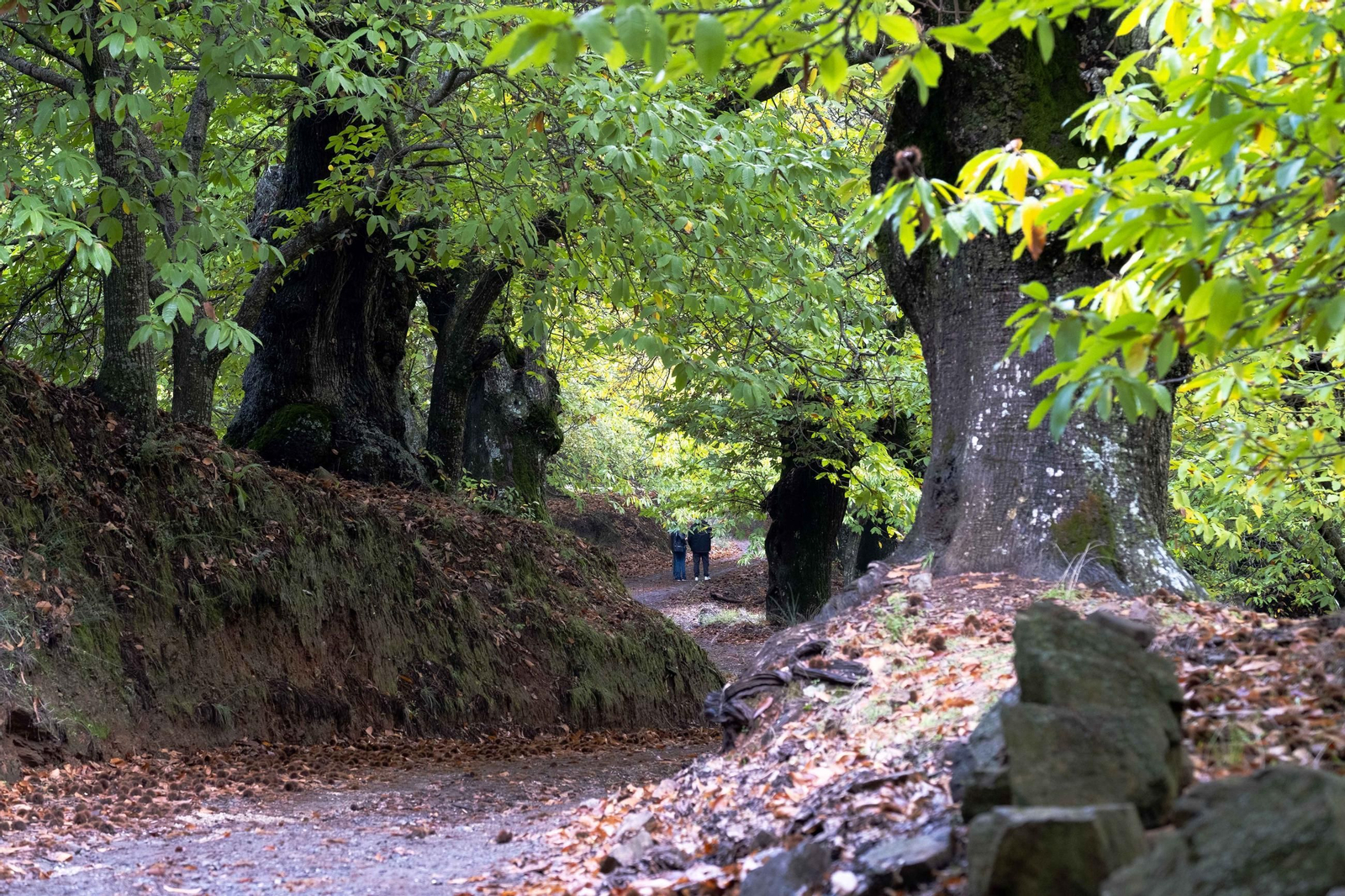 El Bosque de Cobre del Valle del Genal, en fotos