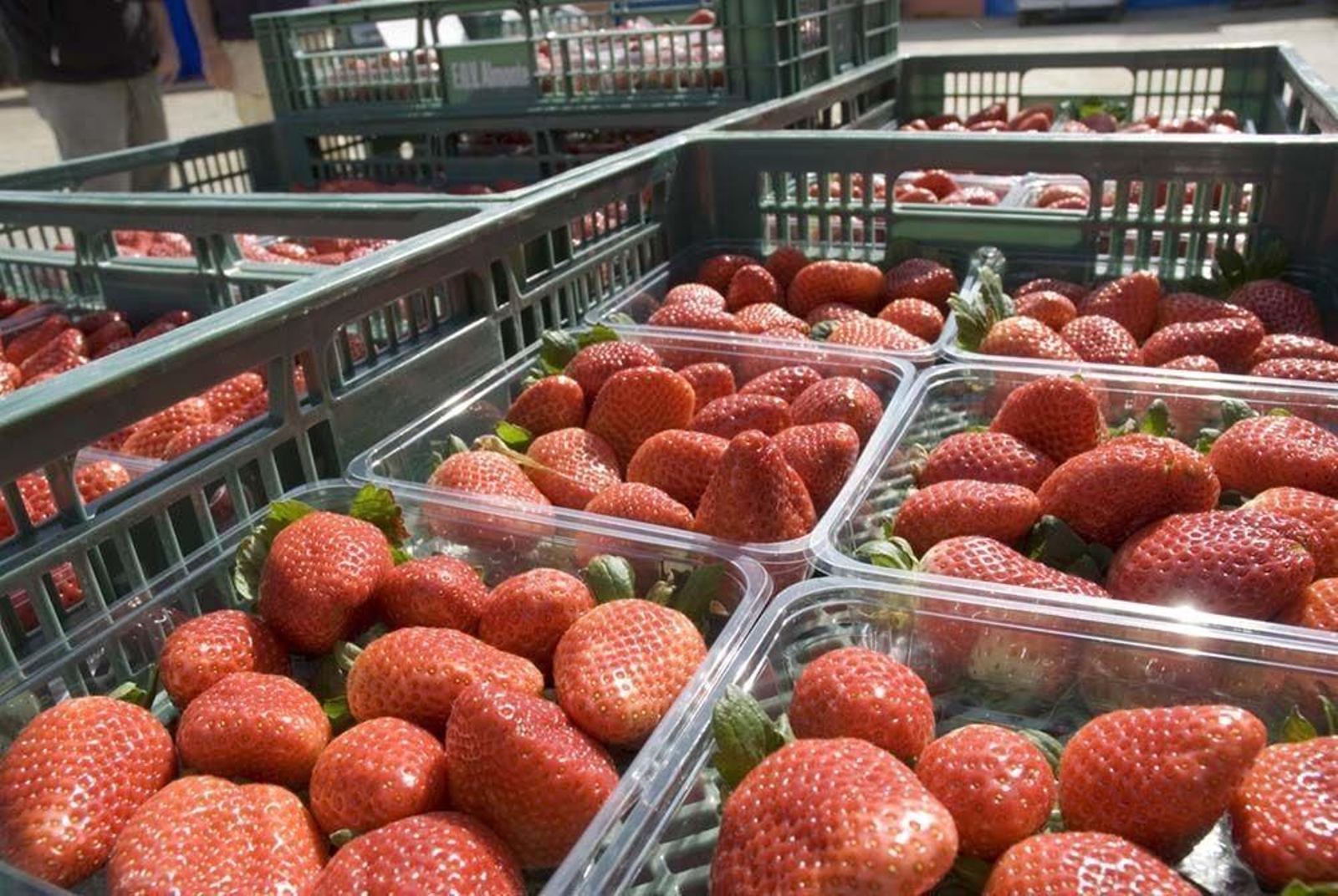 Tarrinas de fresas para exportaciones.