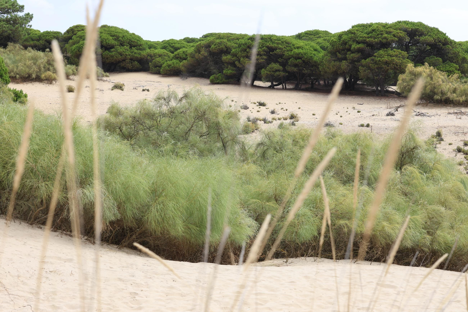 Imágenes de la diversa vegetación de las Dunas del Portil