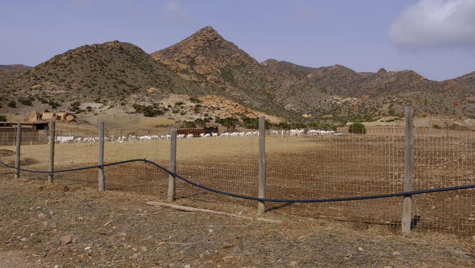 Recorrido por el cortijo El Romeral con 1200 cabras celtibéricas, en imágenes