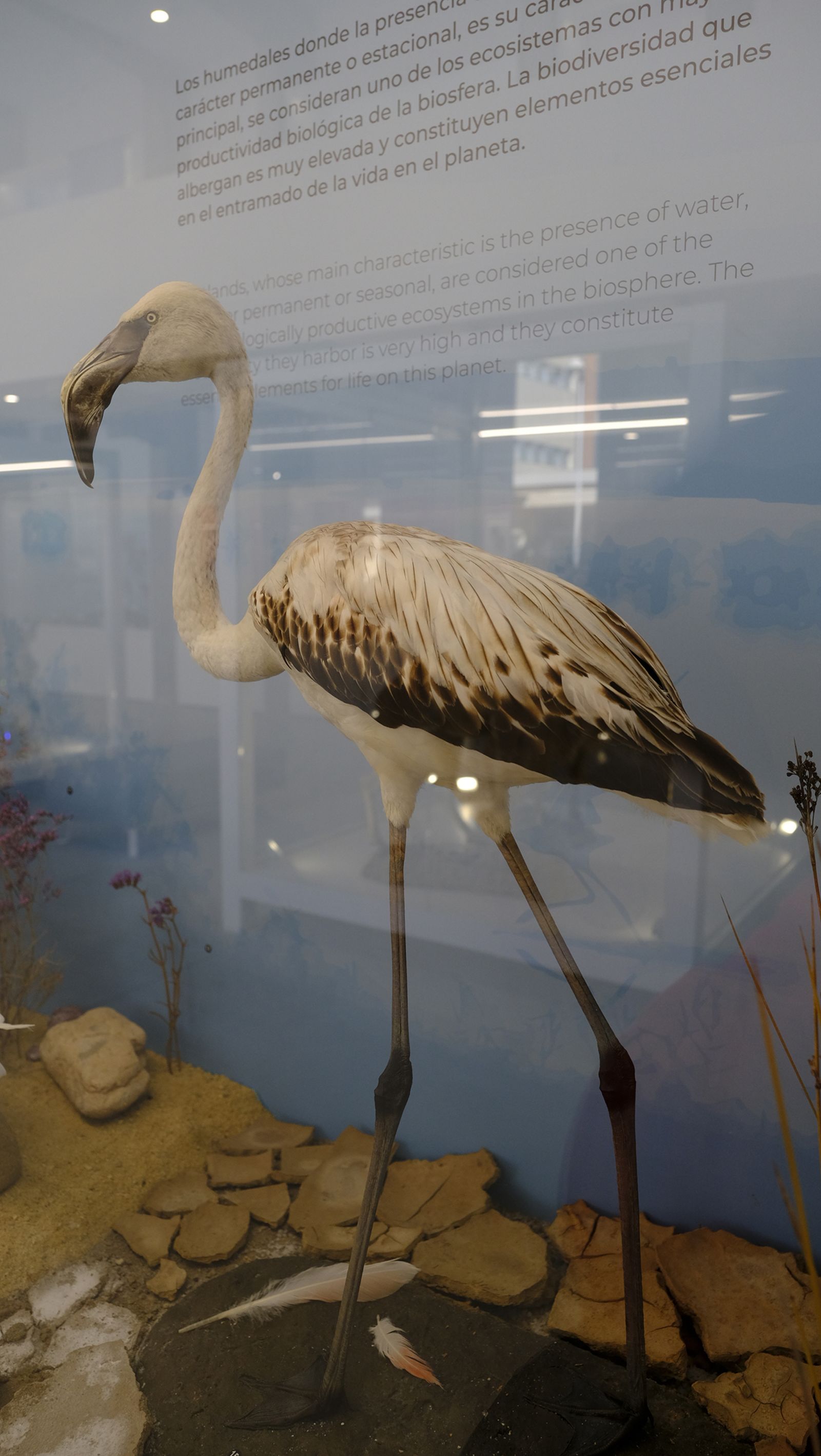 Las mejores imágenes del Pabellón de Historia Natural de la UAL