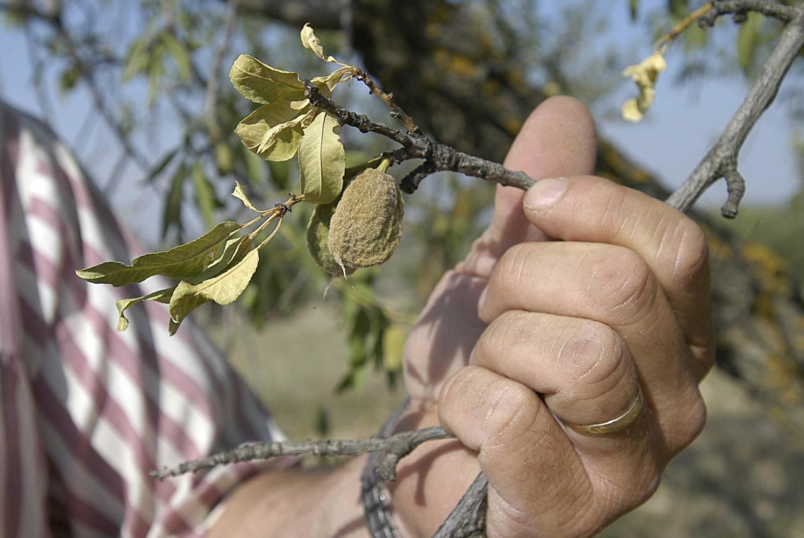 Imagen de archivo de un cultivo leñoso
