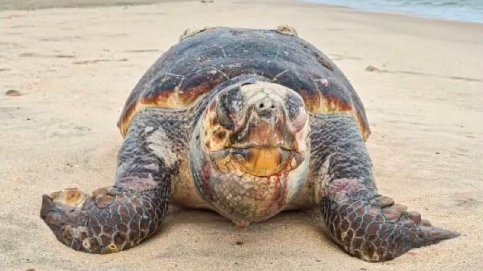 El fabuloso regalo que ha dejado un paseo por la playa de Matalascañas tras el temporal