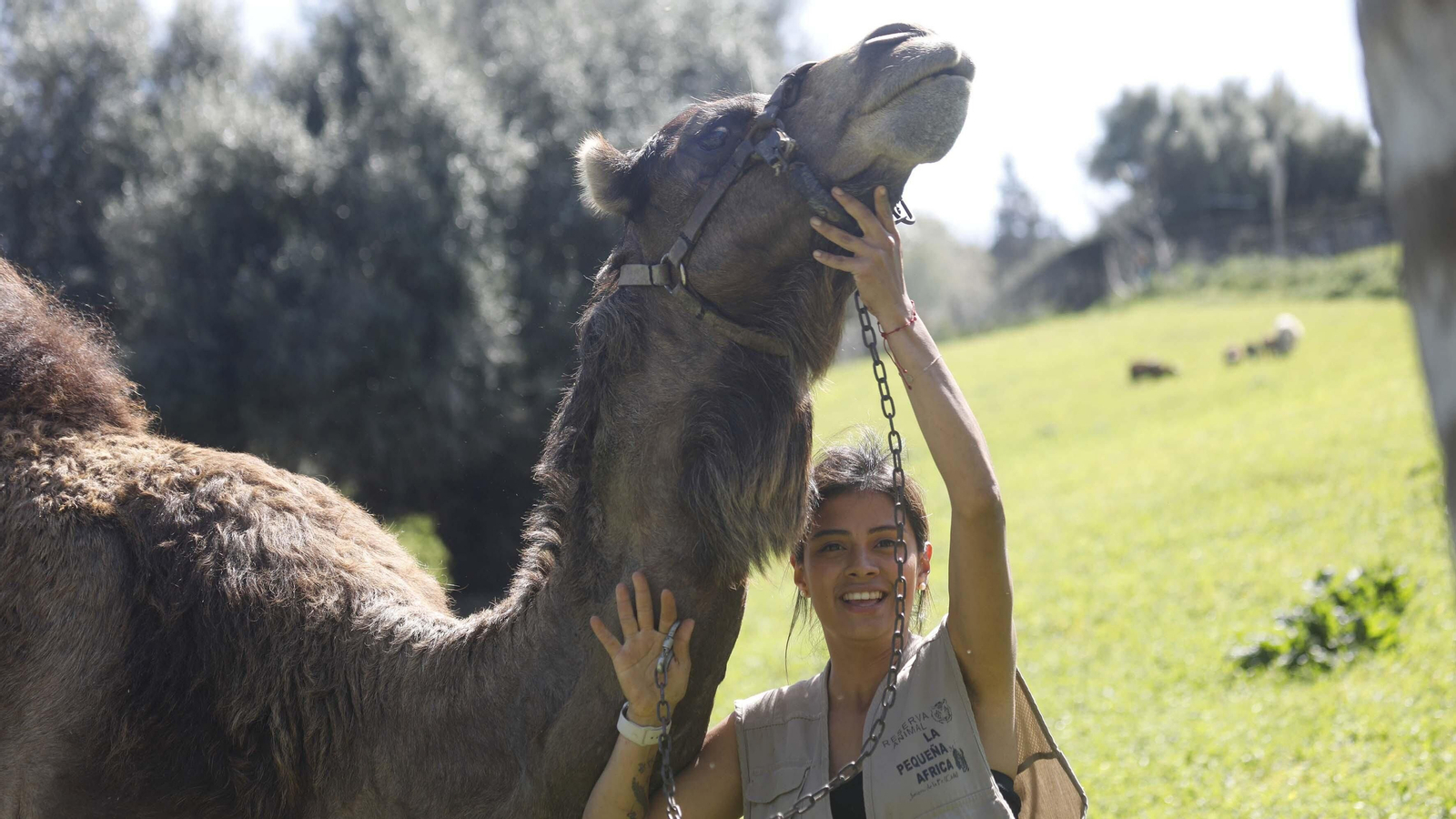 Las fotos del tigre de bengala, en la reserva "La pequeña África"