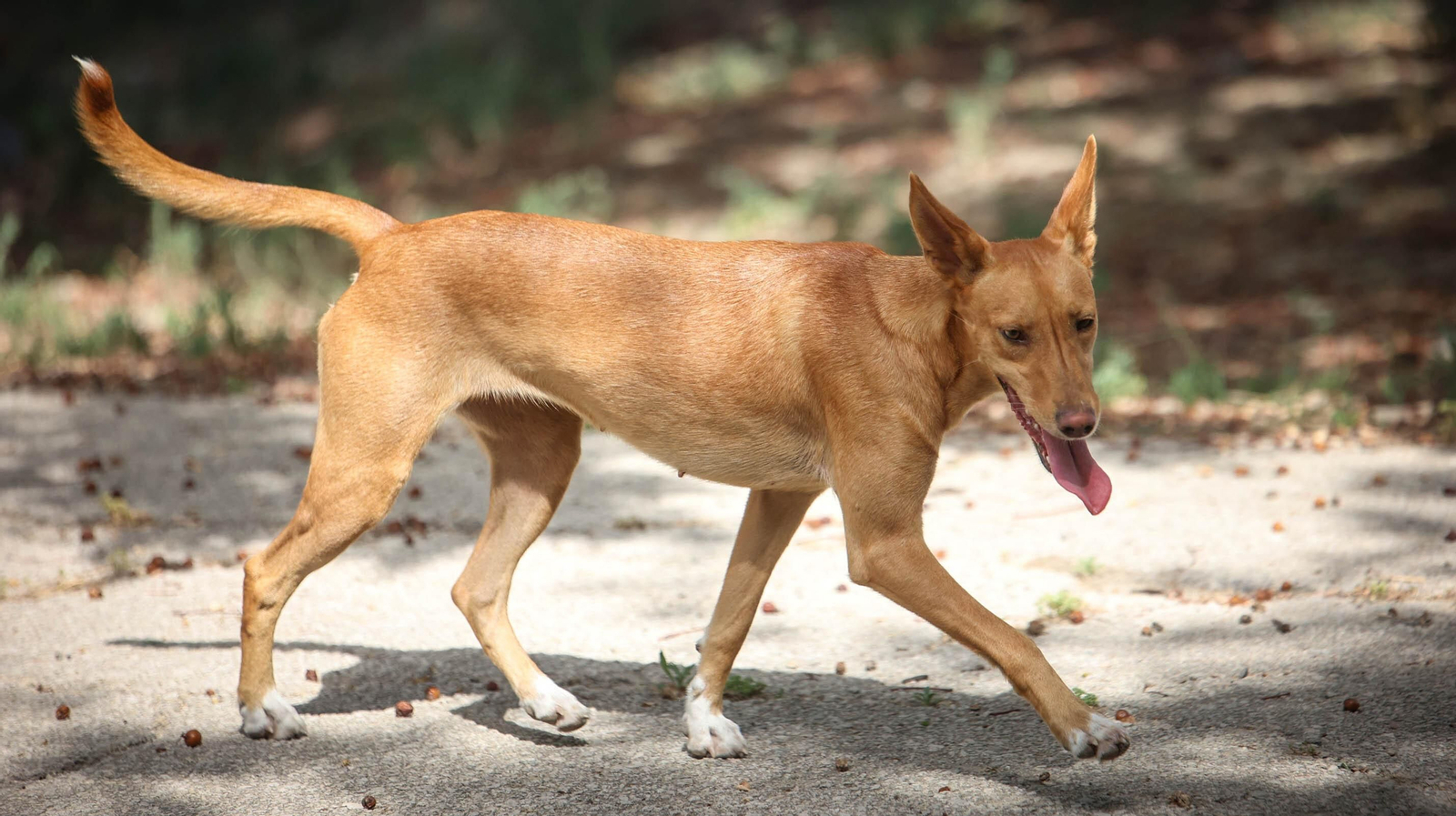 Protectora No Me Abandones en Jerez