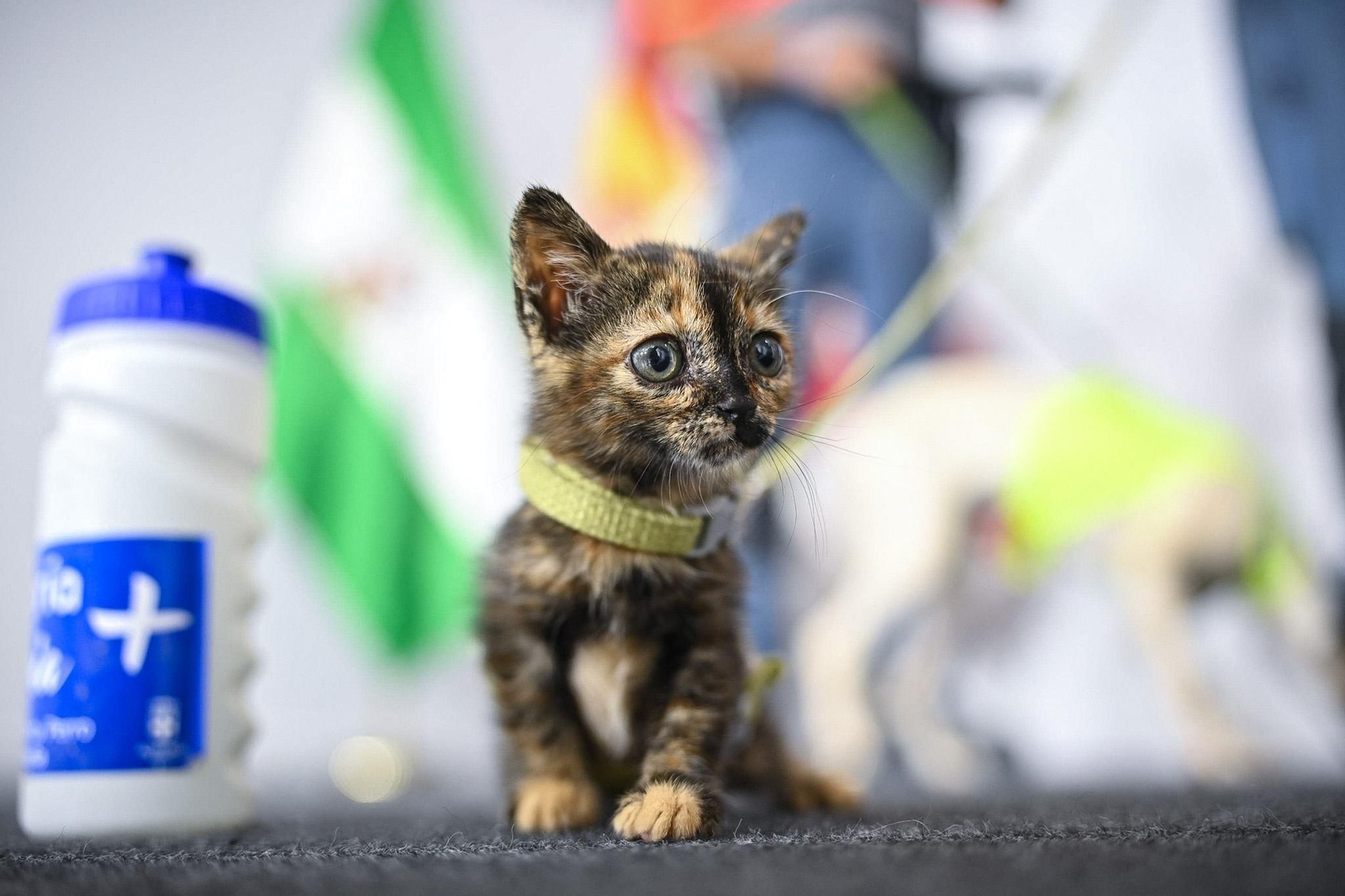 Cachorro de gato en adopción