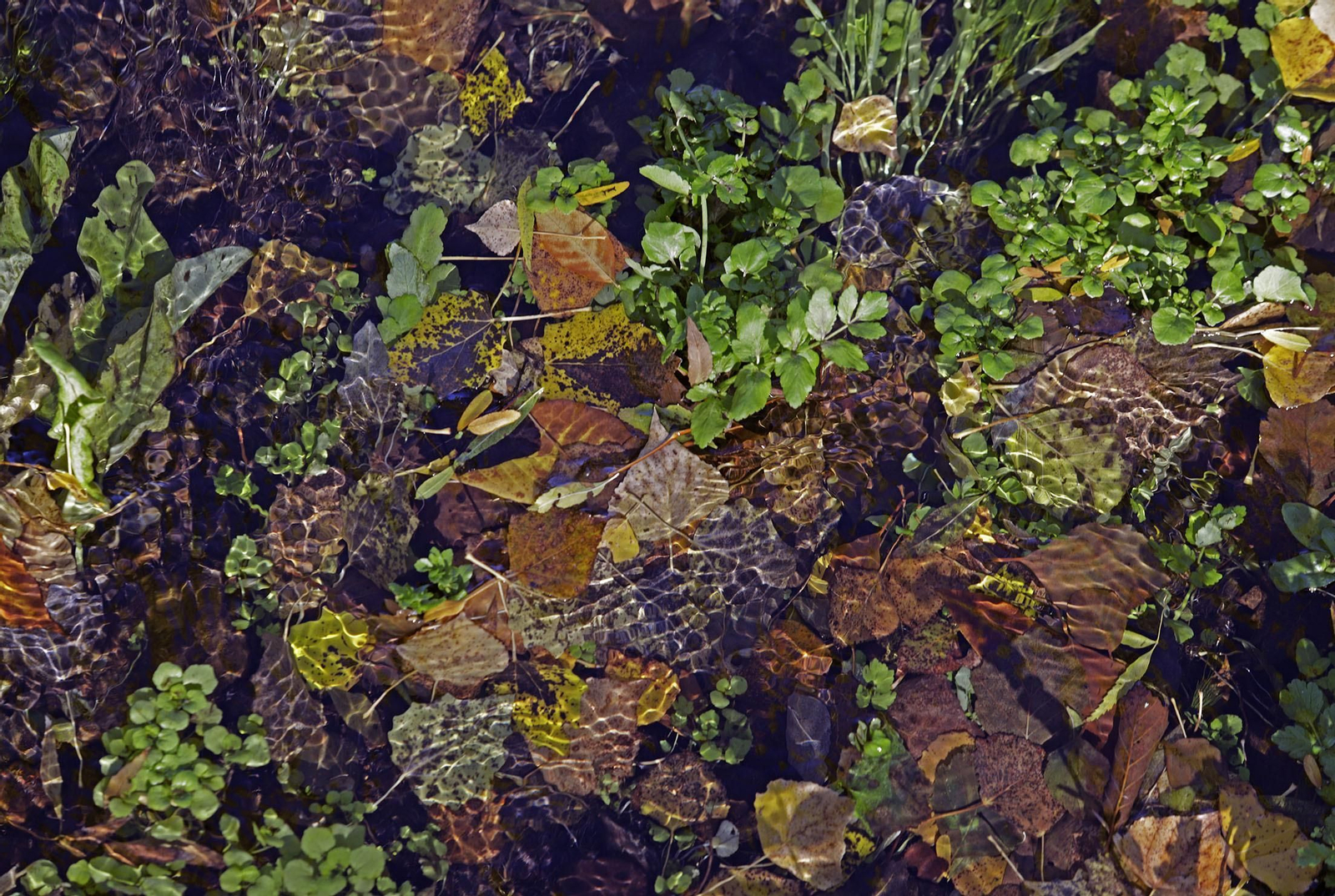 Ruta de Senderismo Charco Malo