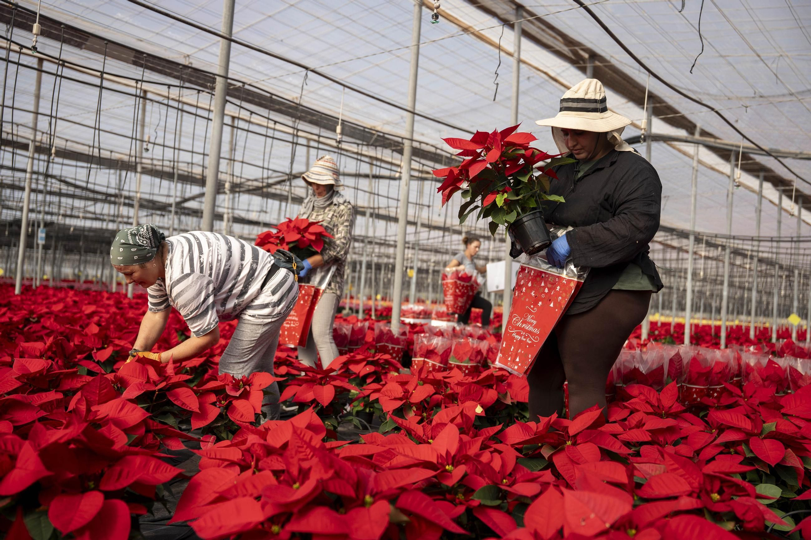 Así son las flores de pascua de SolísPlant, en imágenes