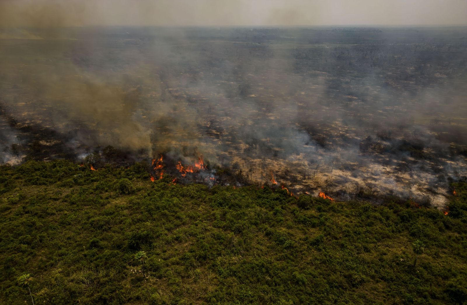 Las llamas convierten en una tumba al aire libre El Pantanal en Brasil