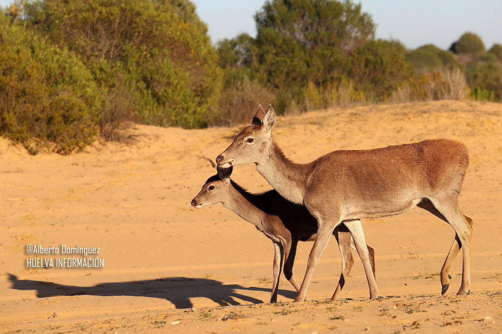 Imágenes de ciervos de Doñana junto a la carretera norte de Matalascañas
