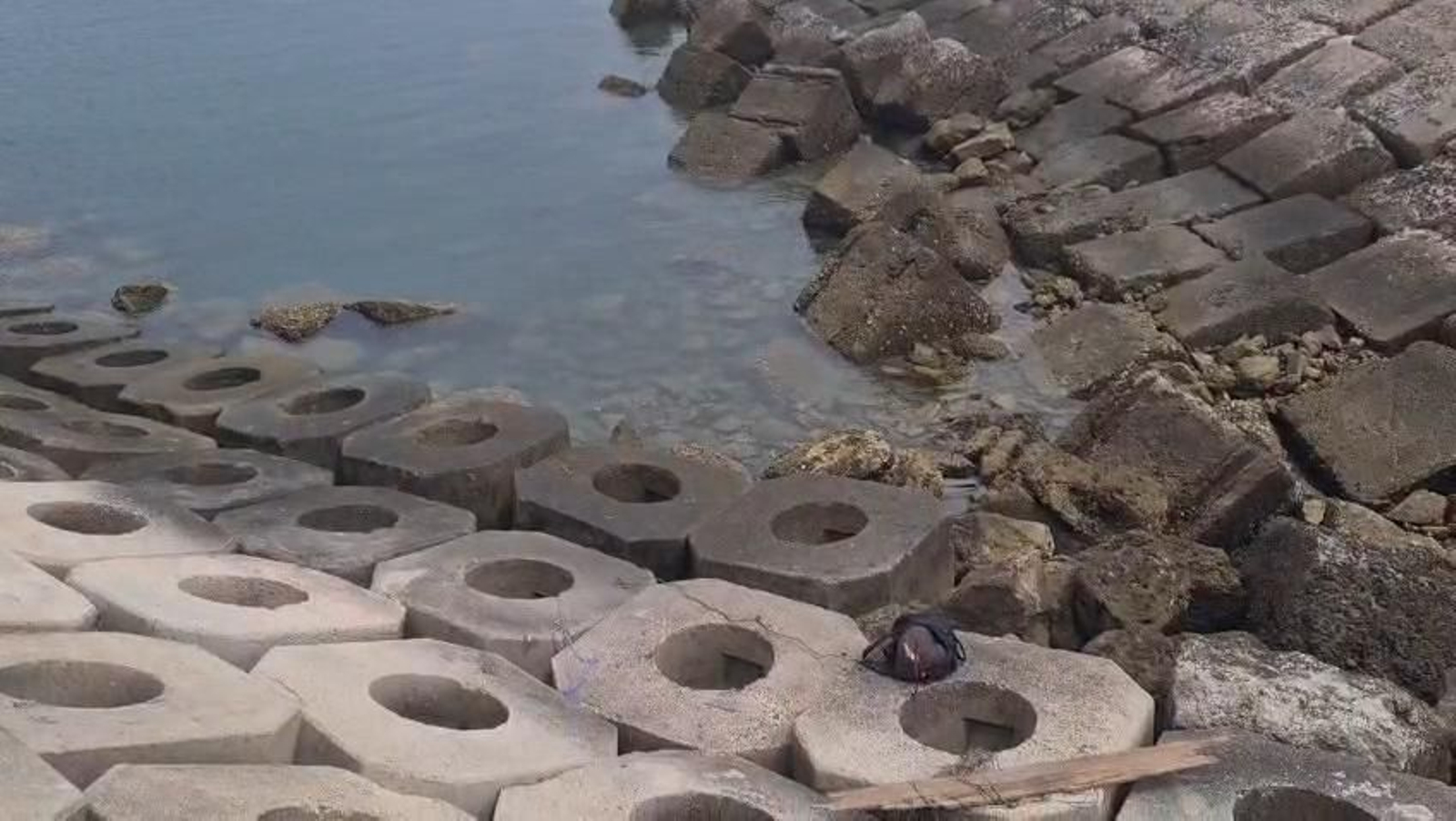 Hallan el cadáver de un perro torturado en un espigón en Cádiz