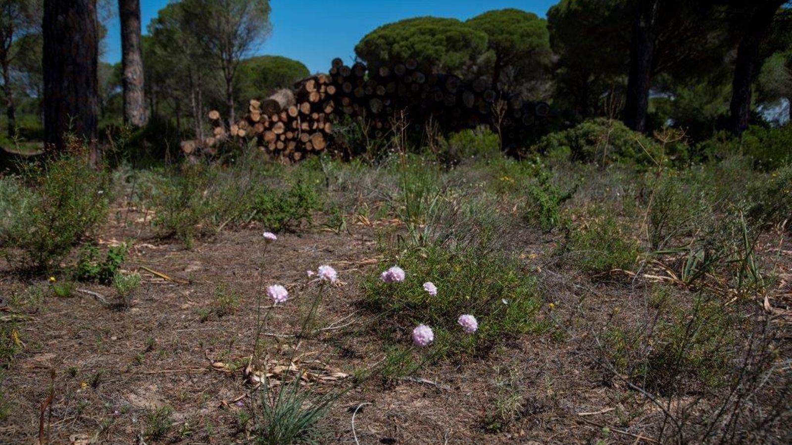 Armeria macrophylla en la Dehesa de las Yeguas