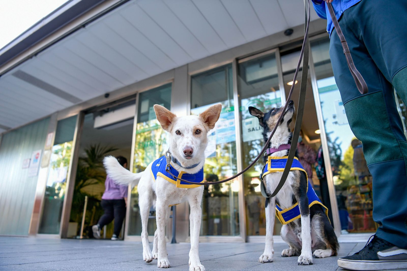 Fotos de los perros que sirven de terapia a los niños del Maternal de Granada