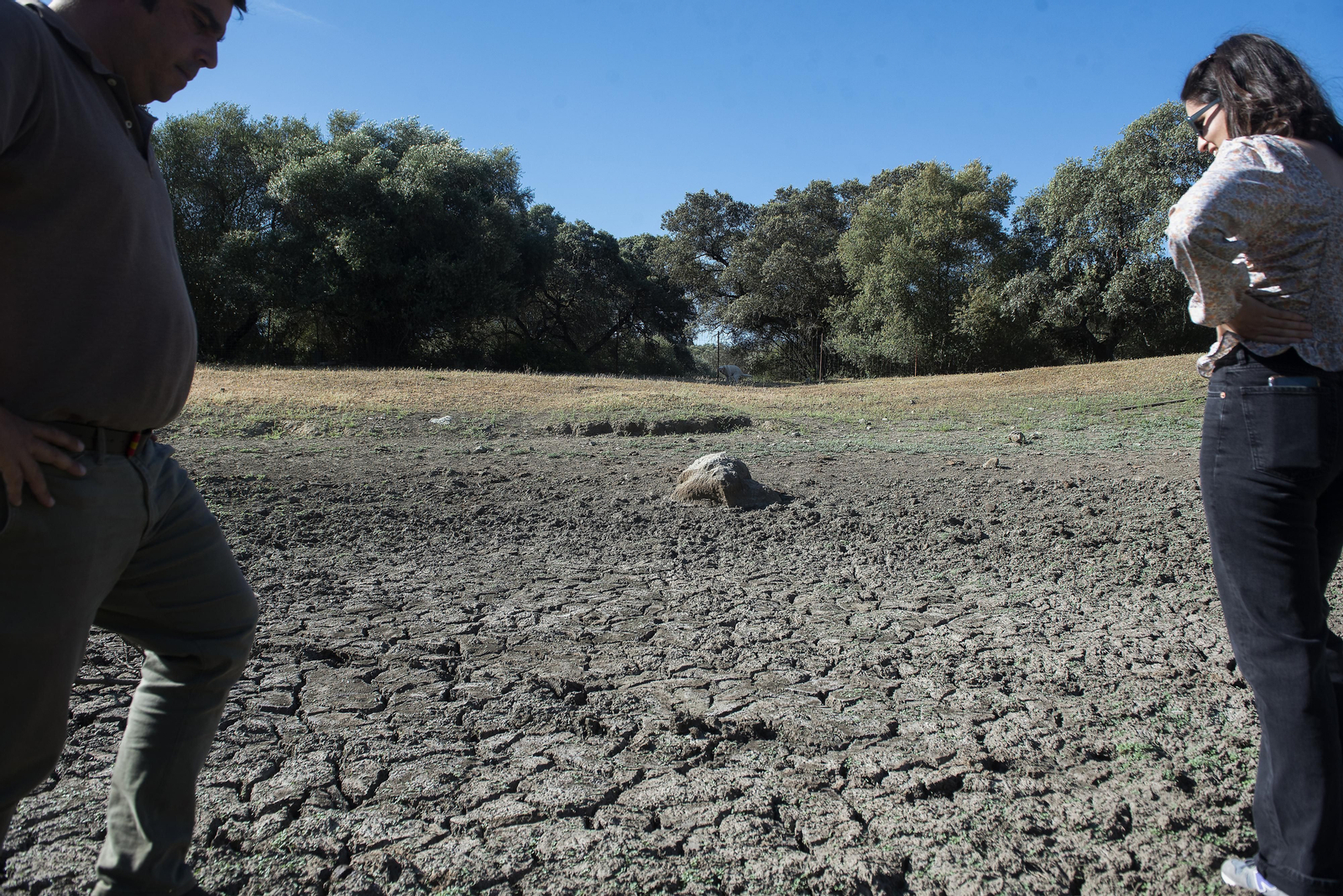 La sequía amenaza a la ganadería de toda Andalucía