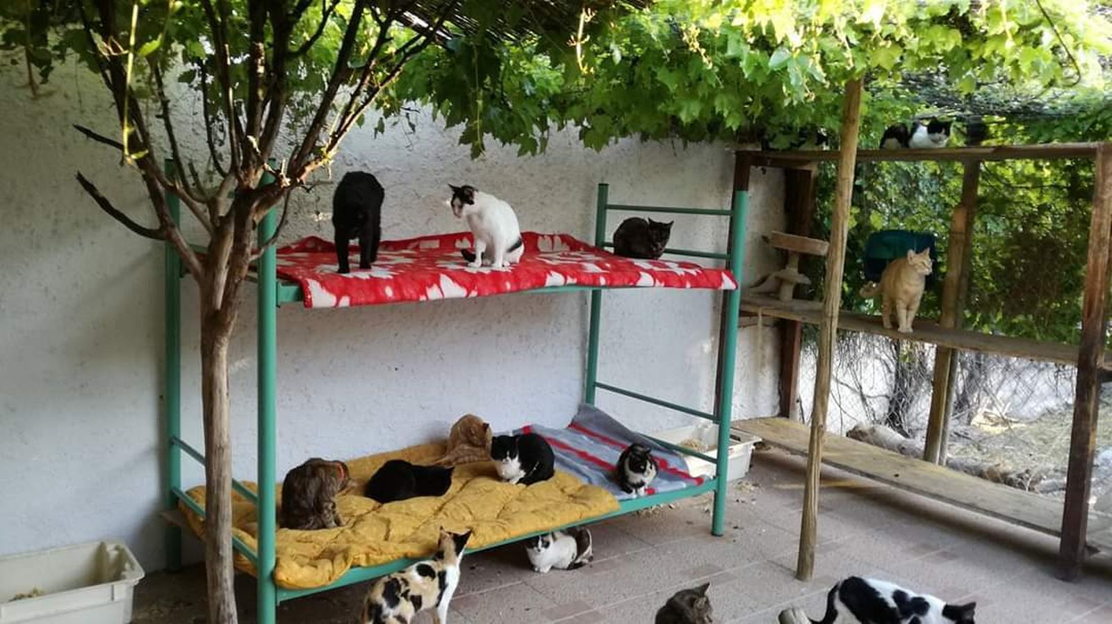 Salobreña controlará sus colonias de gatos