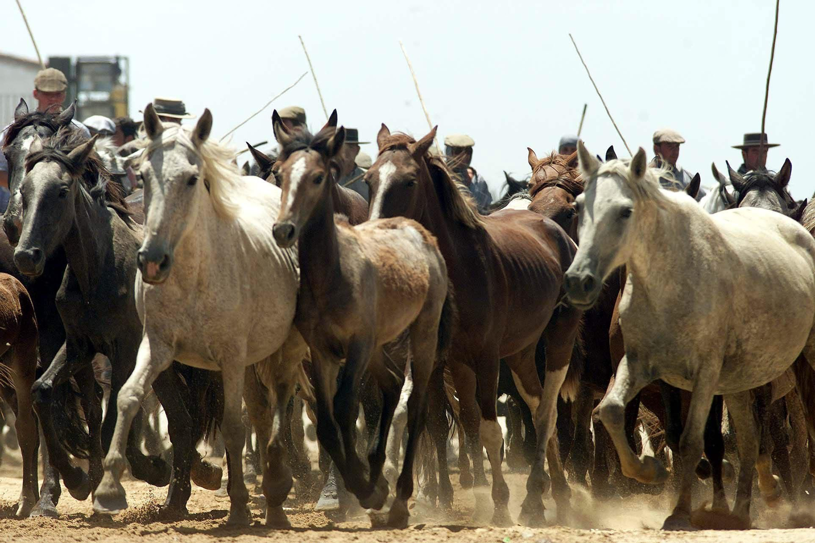 Los yegüerizos conducen el ganado hacía El Rocío.