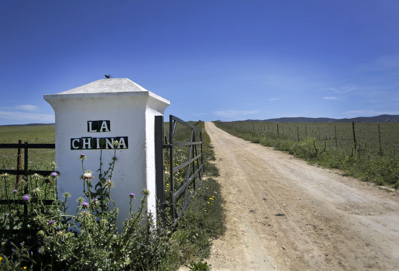 Mas cornadas da el virus, visita a la ganadería de Nuñez La Palmosilla