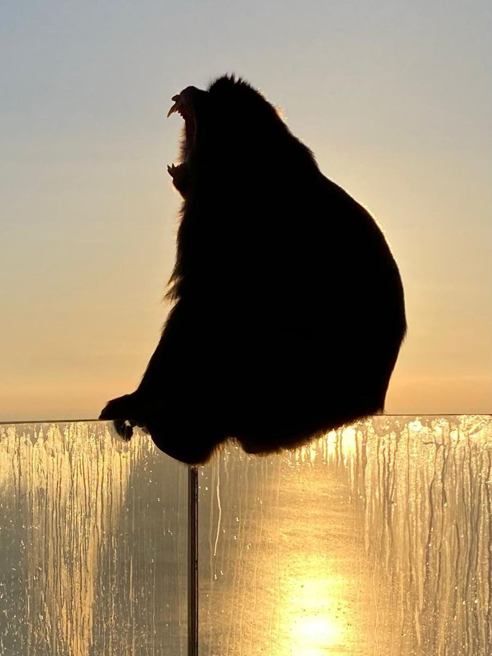 Un macaco de Gibraltar a la salida del sol,