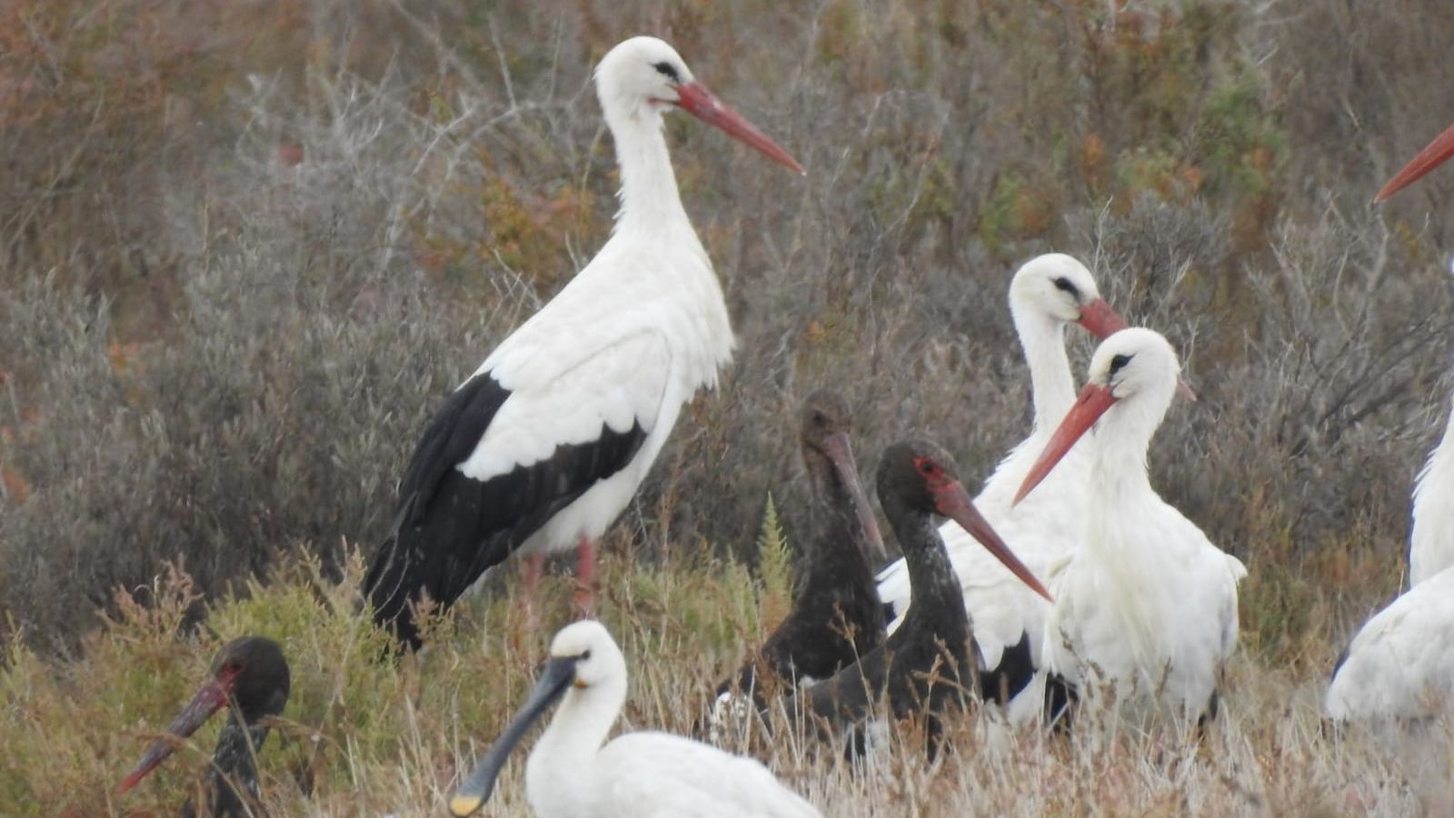 Observación de aves en la Salina La Esperanza