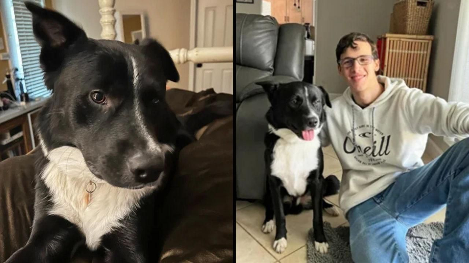 El heróico gesto de un Border Collie que le salvó la vida a su dueño que sufría un derrame cerebral