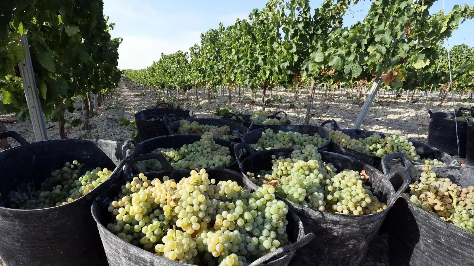 Imagen de un viñedo del Marco de Jerez durante la vendimia.