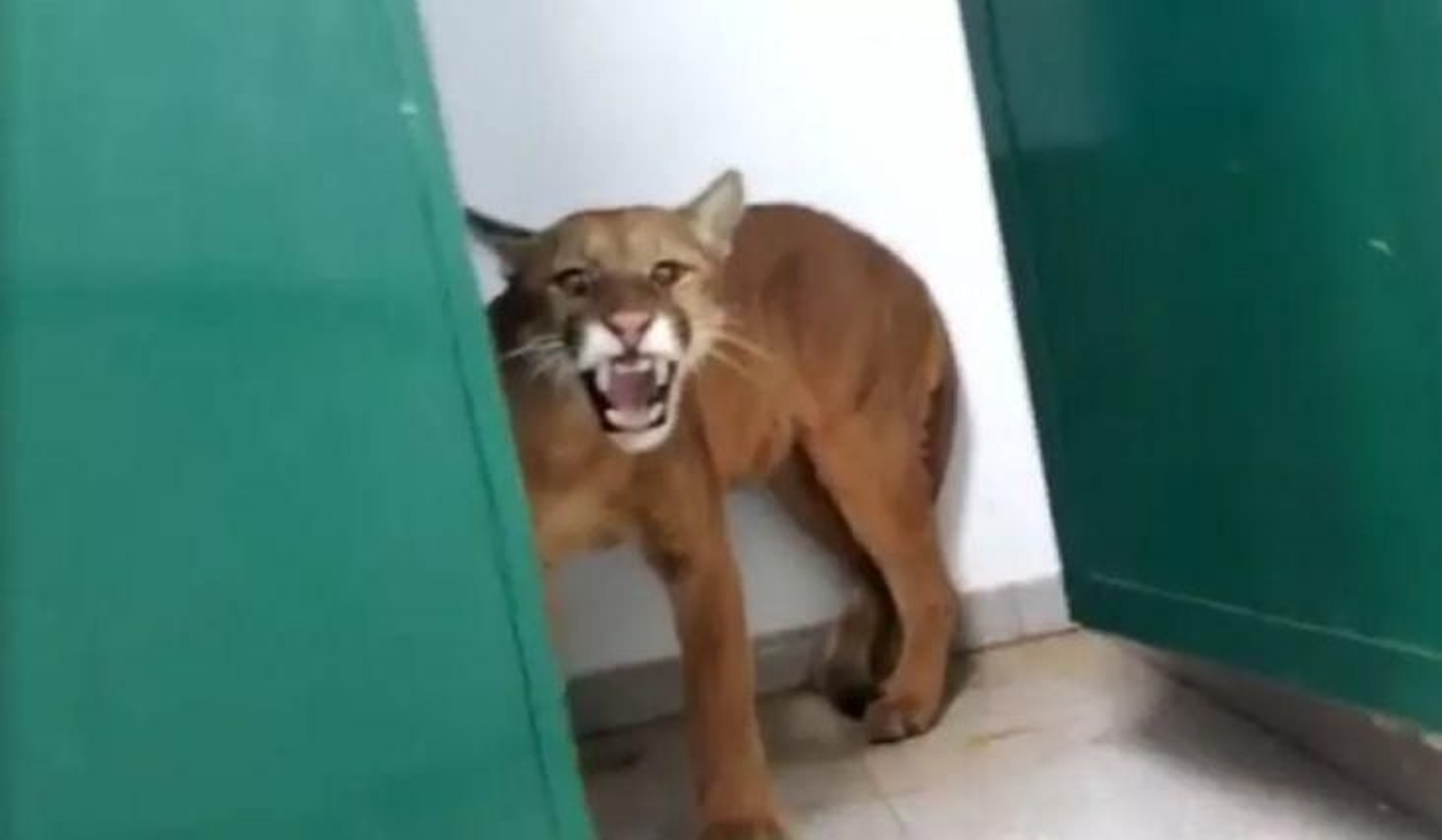 Un niño va al baño del cole y se encuentra un puma de dos metros y medio