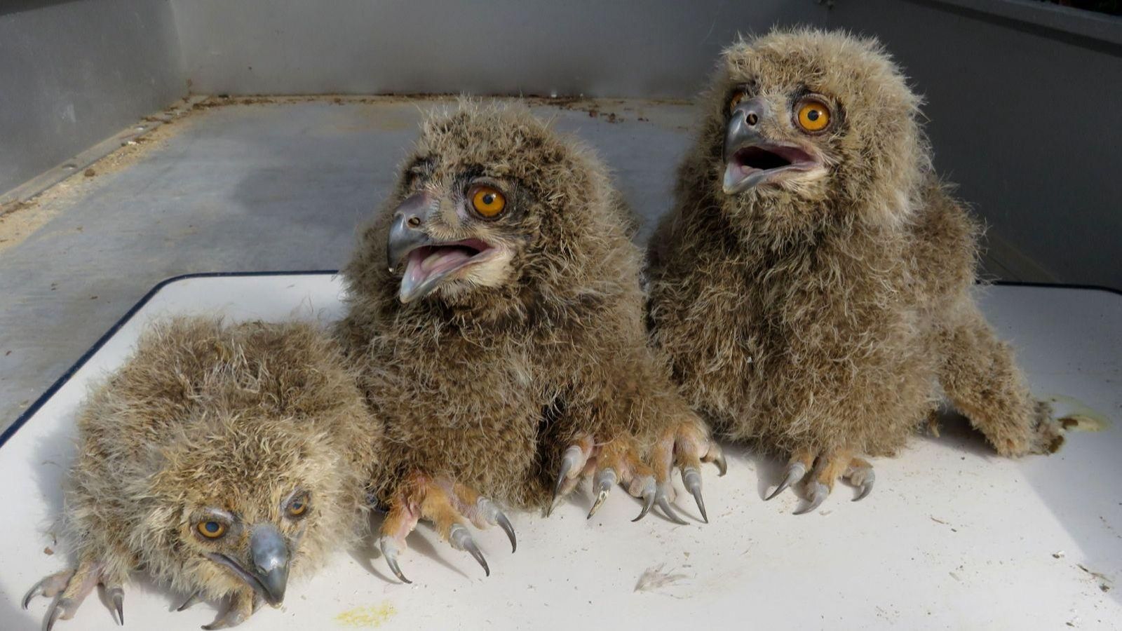Las crías de búho, durante un control.