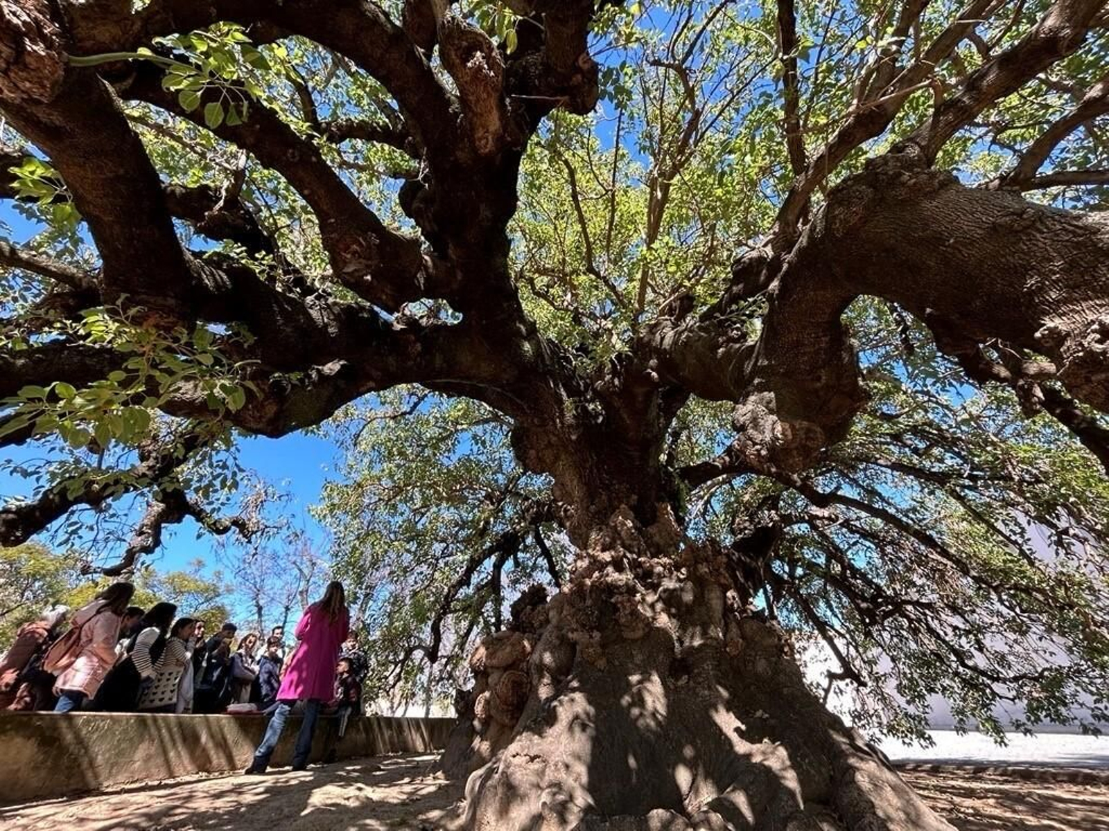 El Ombú de la Cartuja