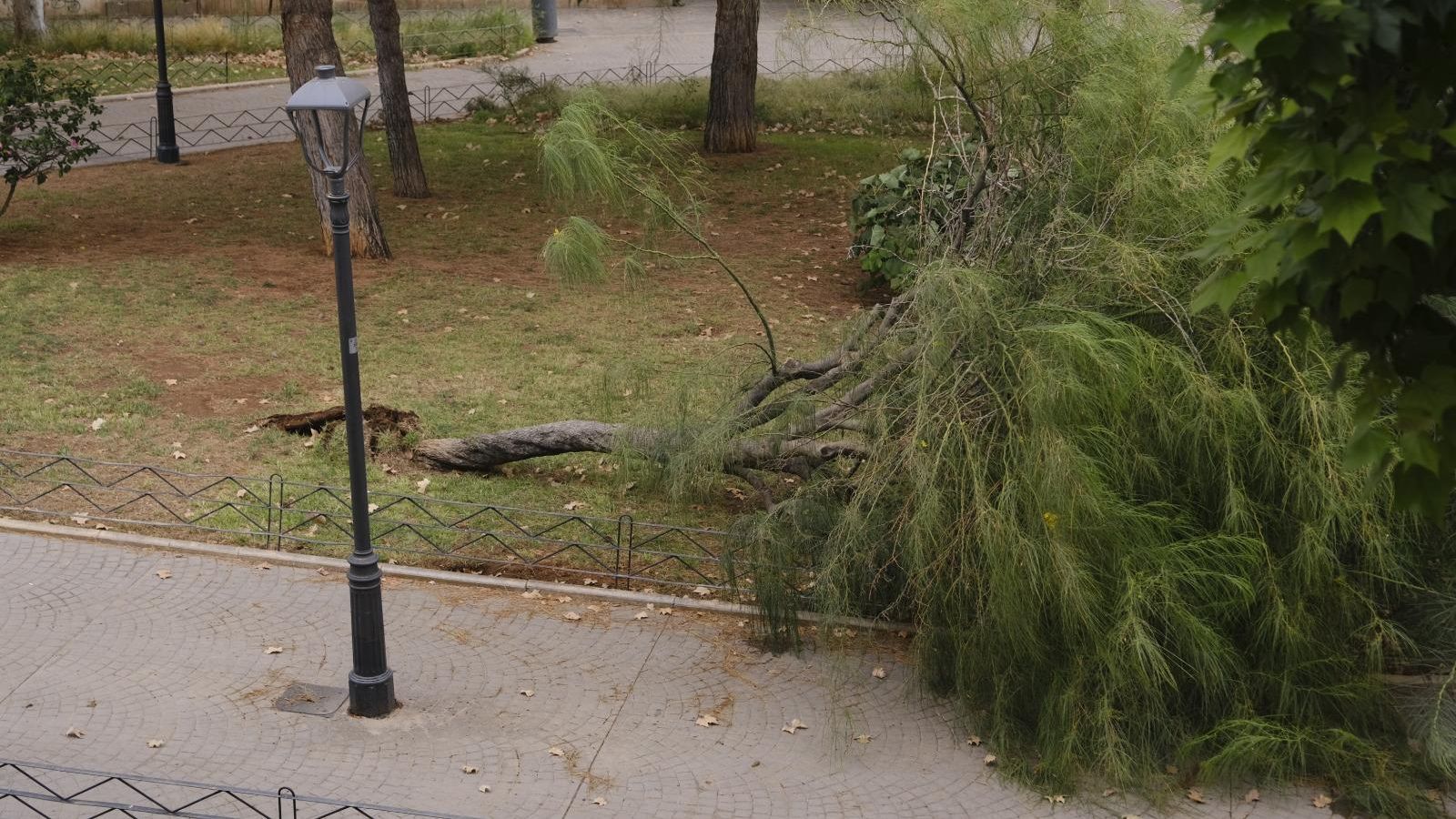 Árbol caído en Nueva Andalucía.