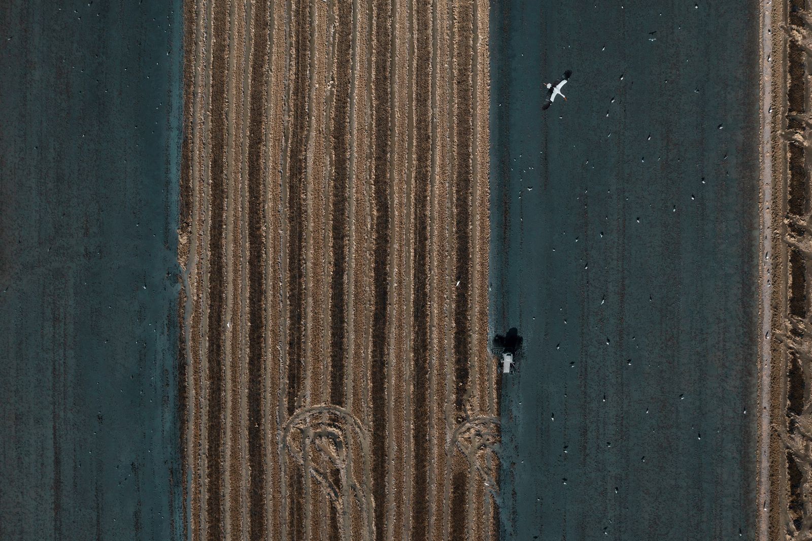Labores después de la cosecha en las tablas de arroz de las Marismas del Guadalquivir