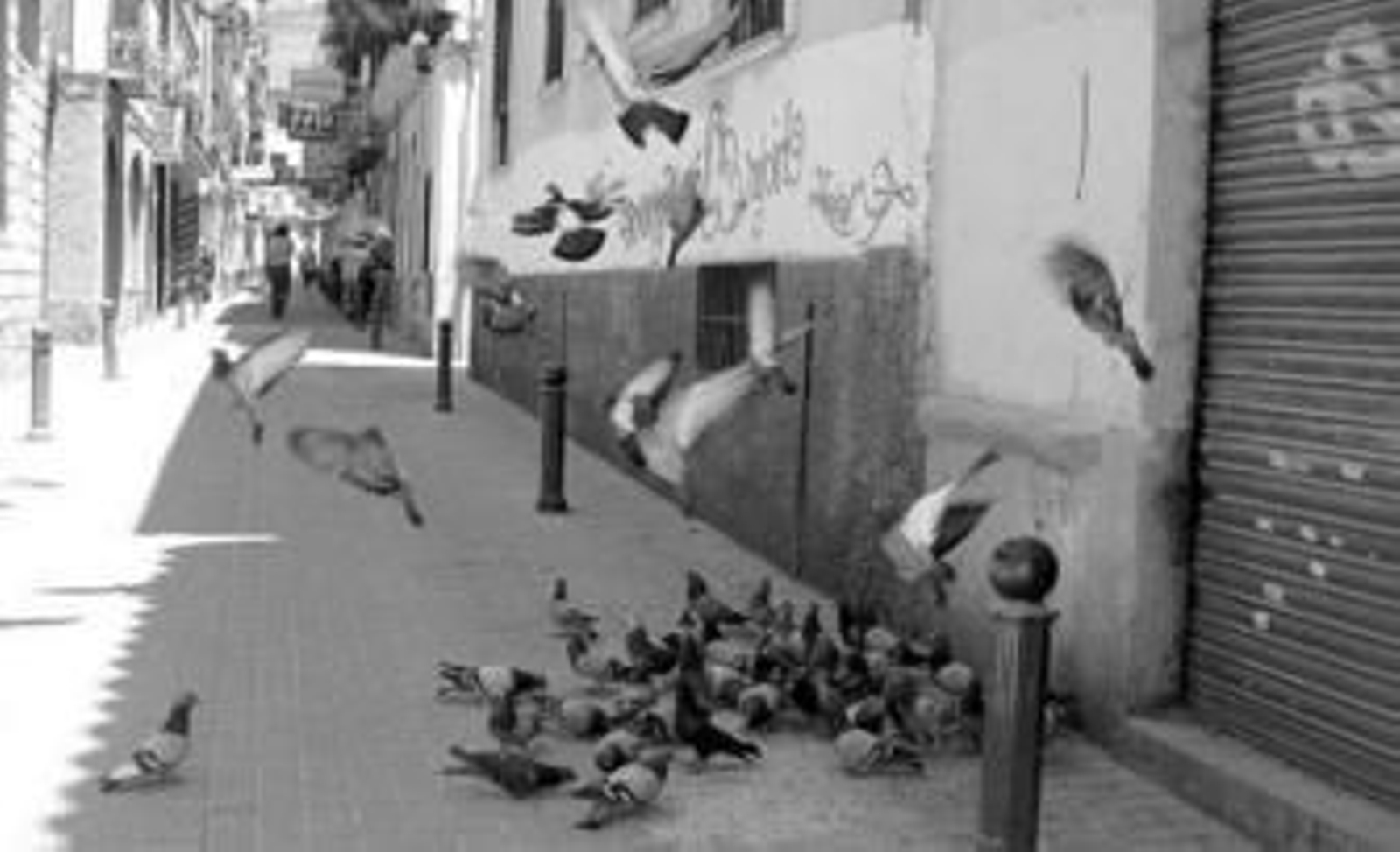 El programa de control avifauna es llevado a cabo por la empresa Athisa-Medio Ambiente.