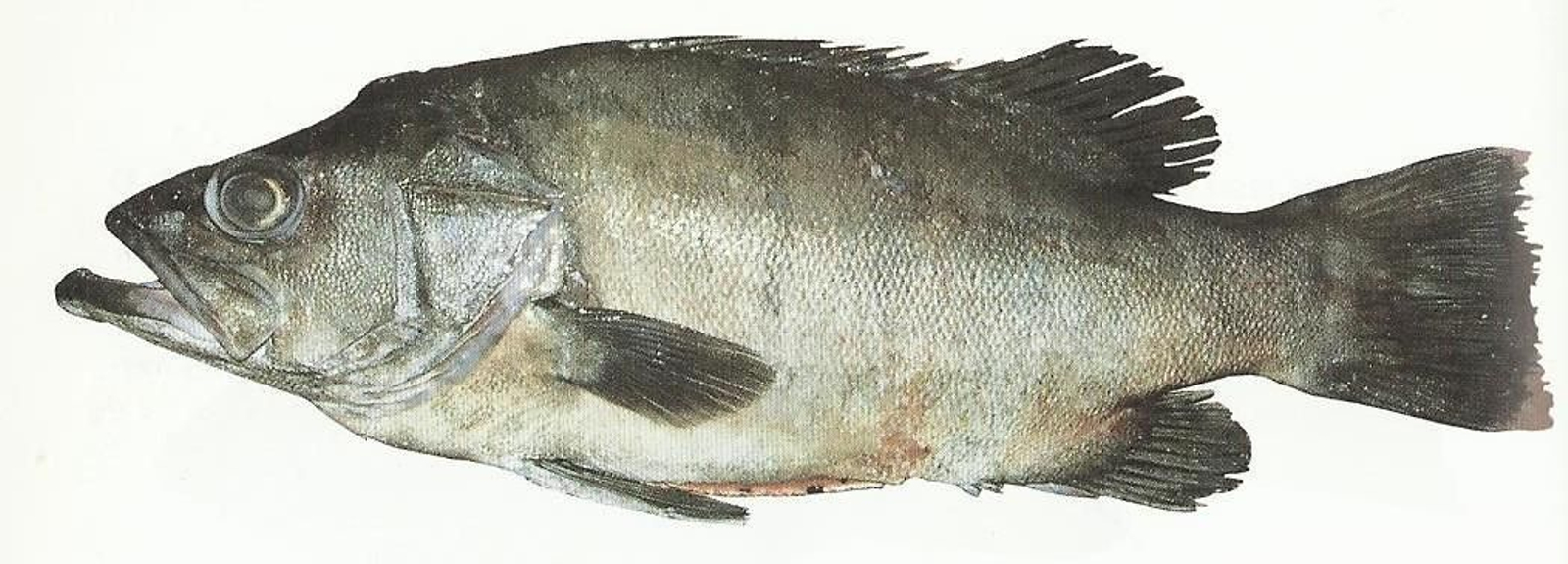 'Polyprion americanus'