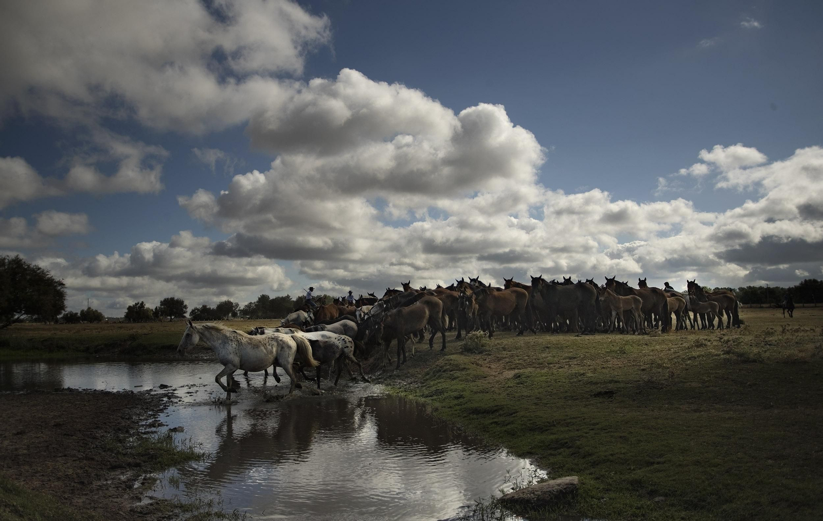 La Saca de las Yeguas, en imágenes