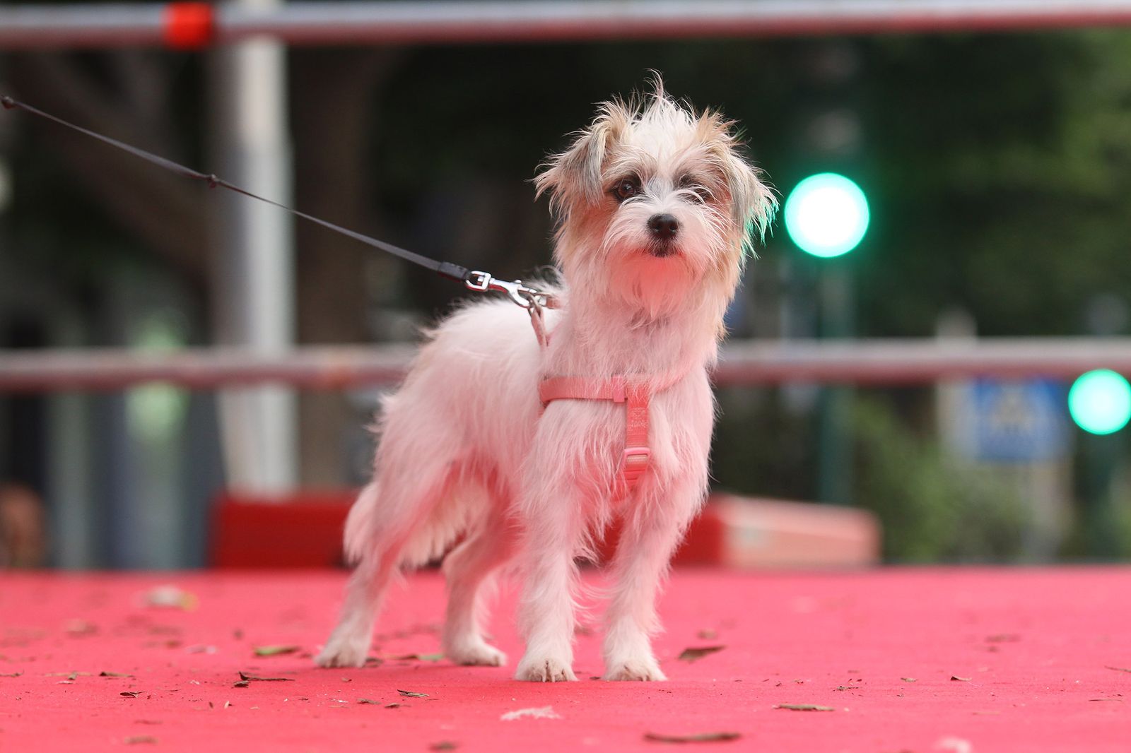 Fotogalería del concurso canino. Feria de Almería 2019