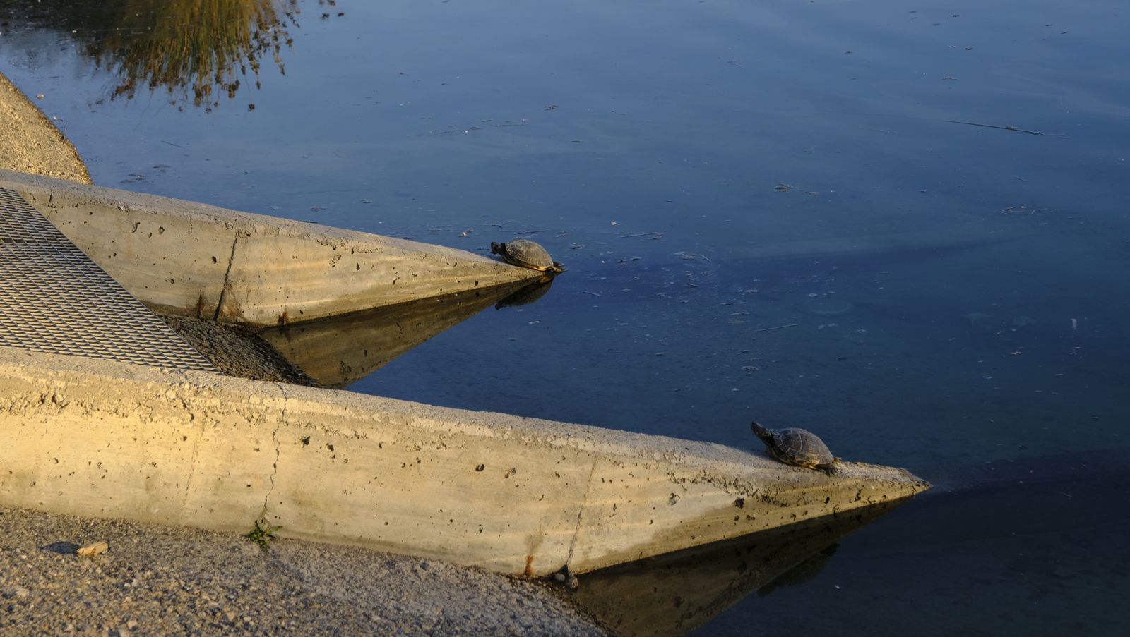 Tortugas en el estanque del parque del Andarax