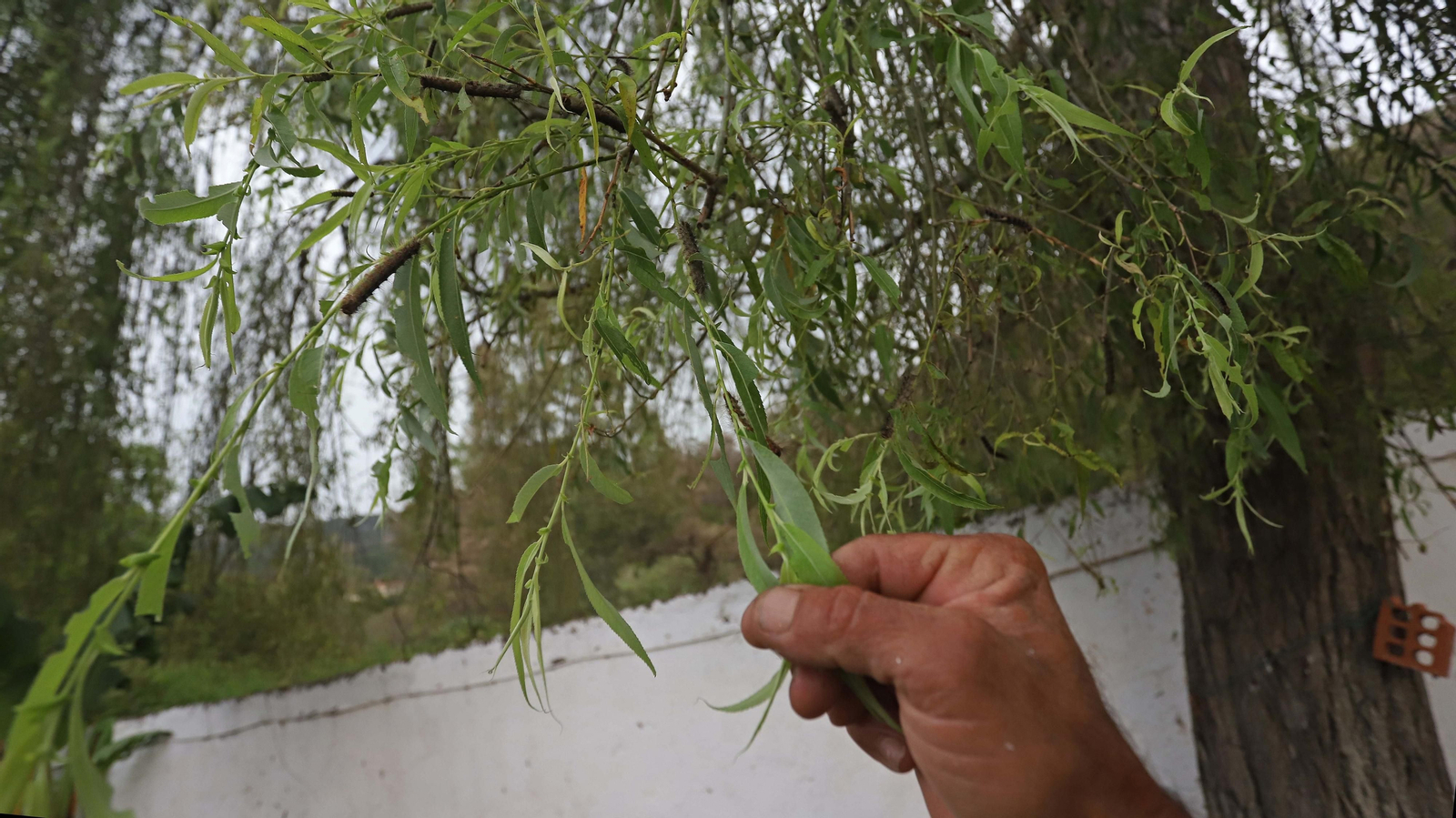 Brote de lagarta peluda en Pelayo
