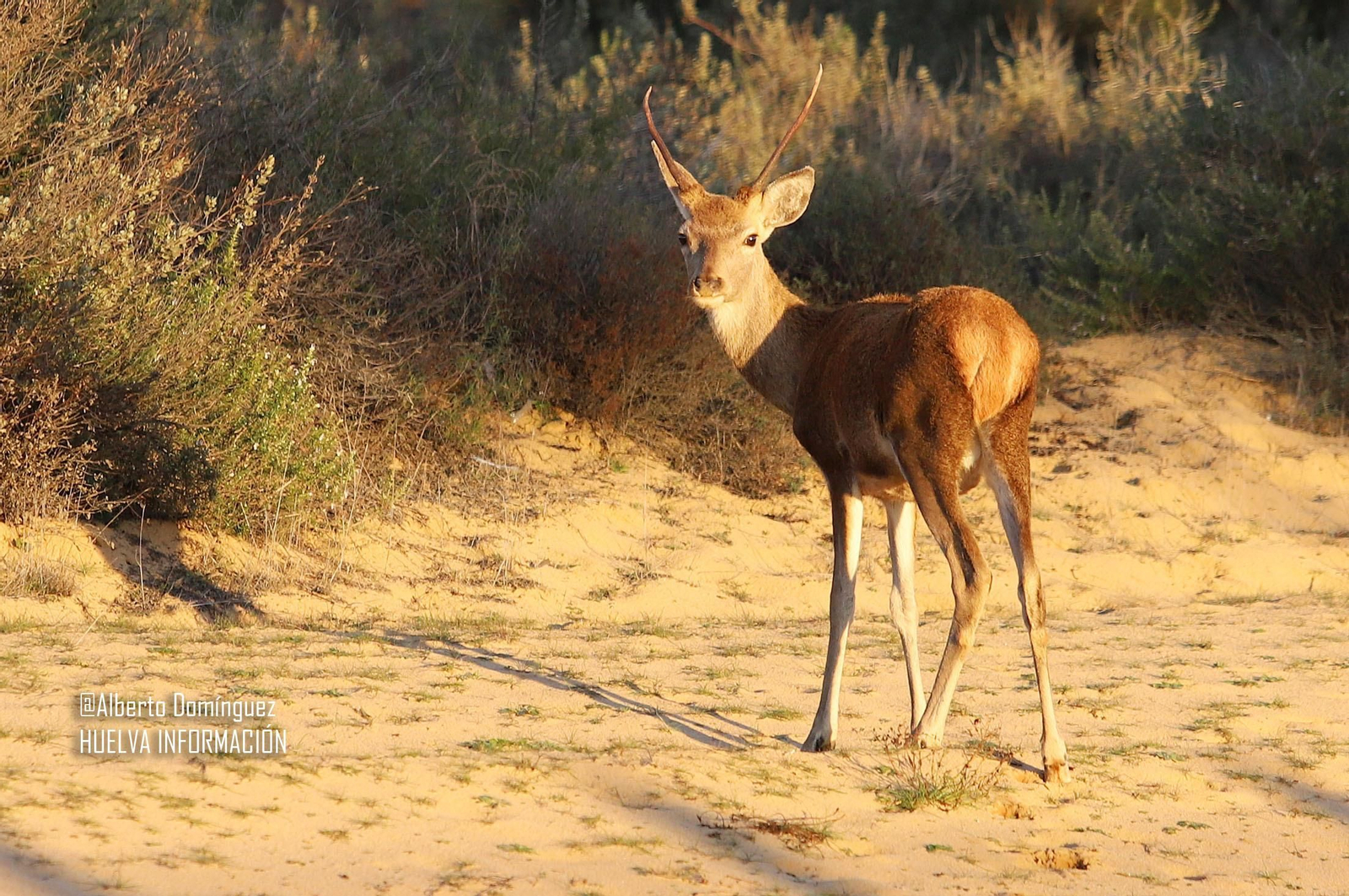 Imágenes de ciervos de Doñana junto a la carretera norte de Matalascañas