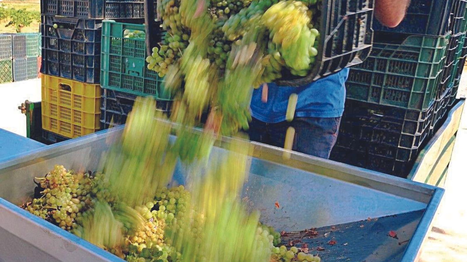 Recogida de uva en una bodega almeriense