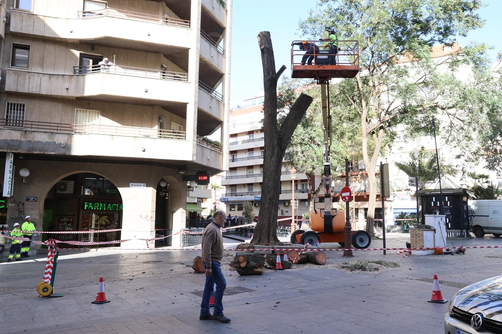 Operarios talan el árbol de la Plaza Quintero Báez.