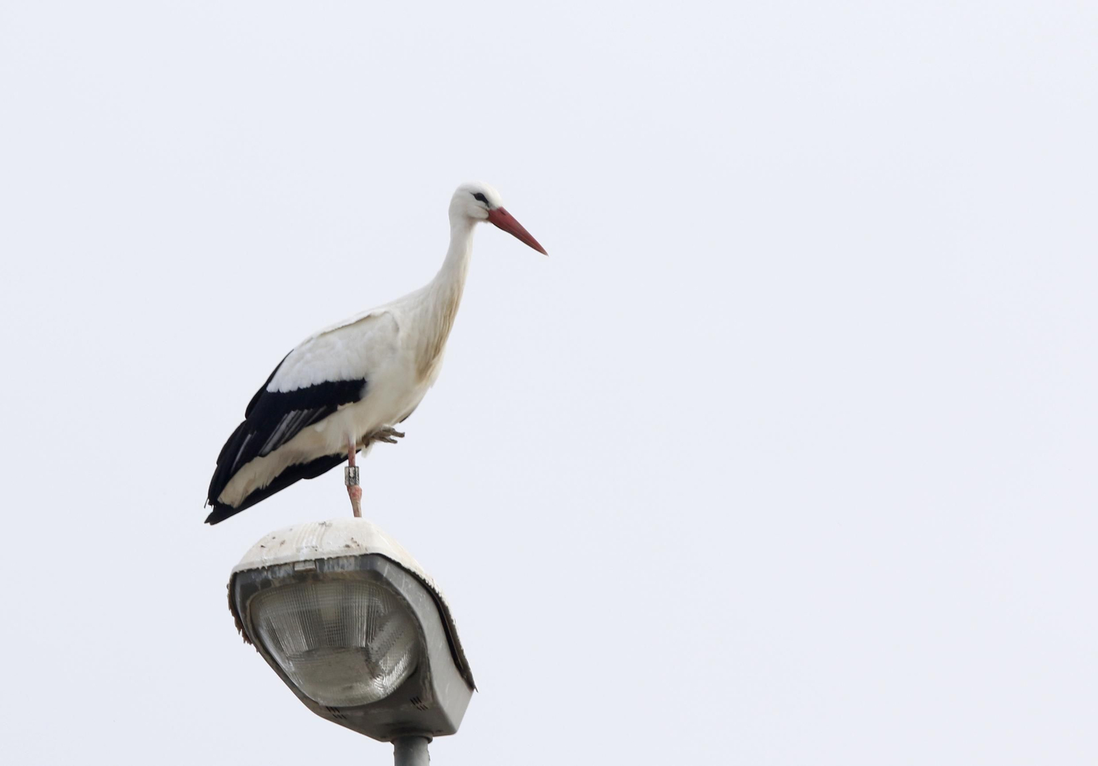 Córdoba, hogar de las cigüeñas también en invierno