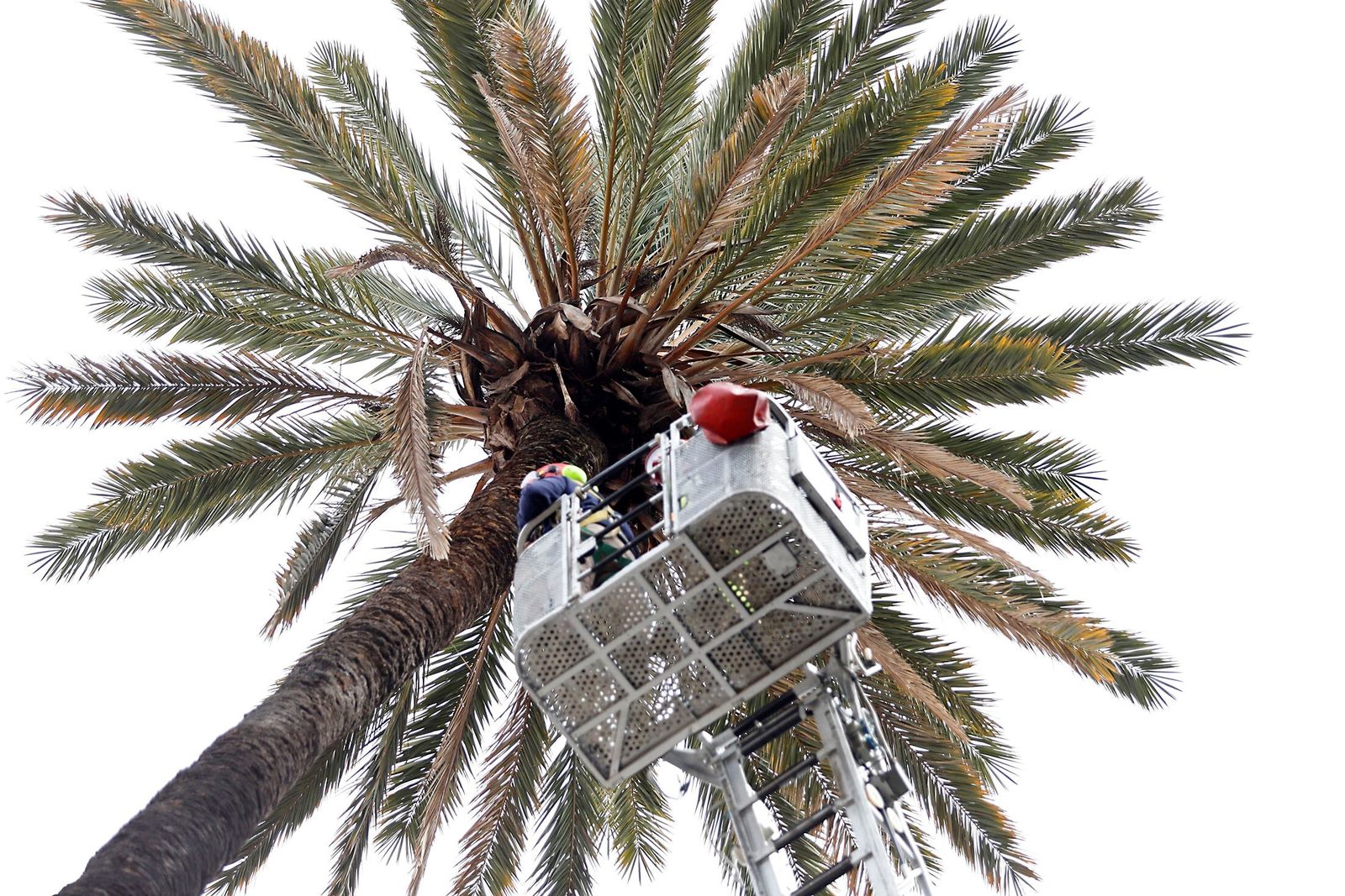 La palmera de la plaza Quintero Baez de Huelva