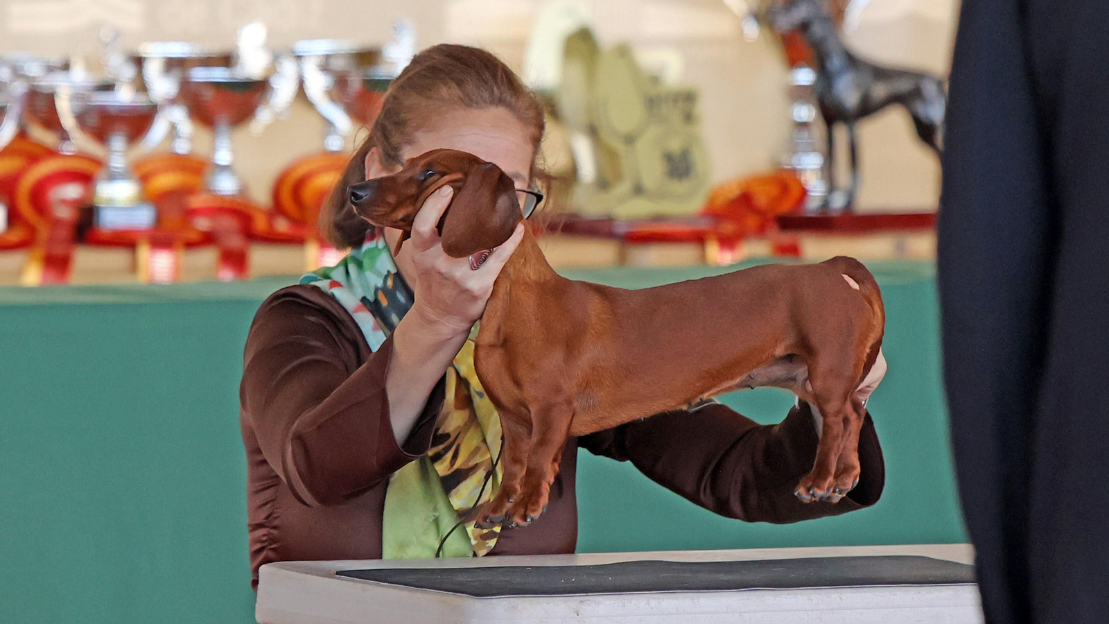 Imágenes de la 49ª edición de la Exposición Nacional Canina y la 25ª edición de la Exposición Internacional Canina en IFECA Jerez
