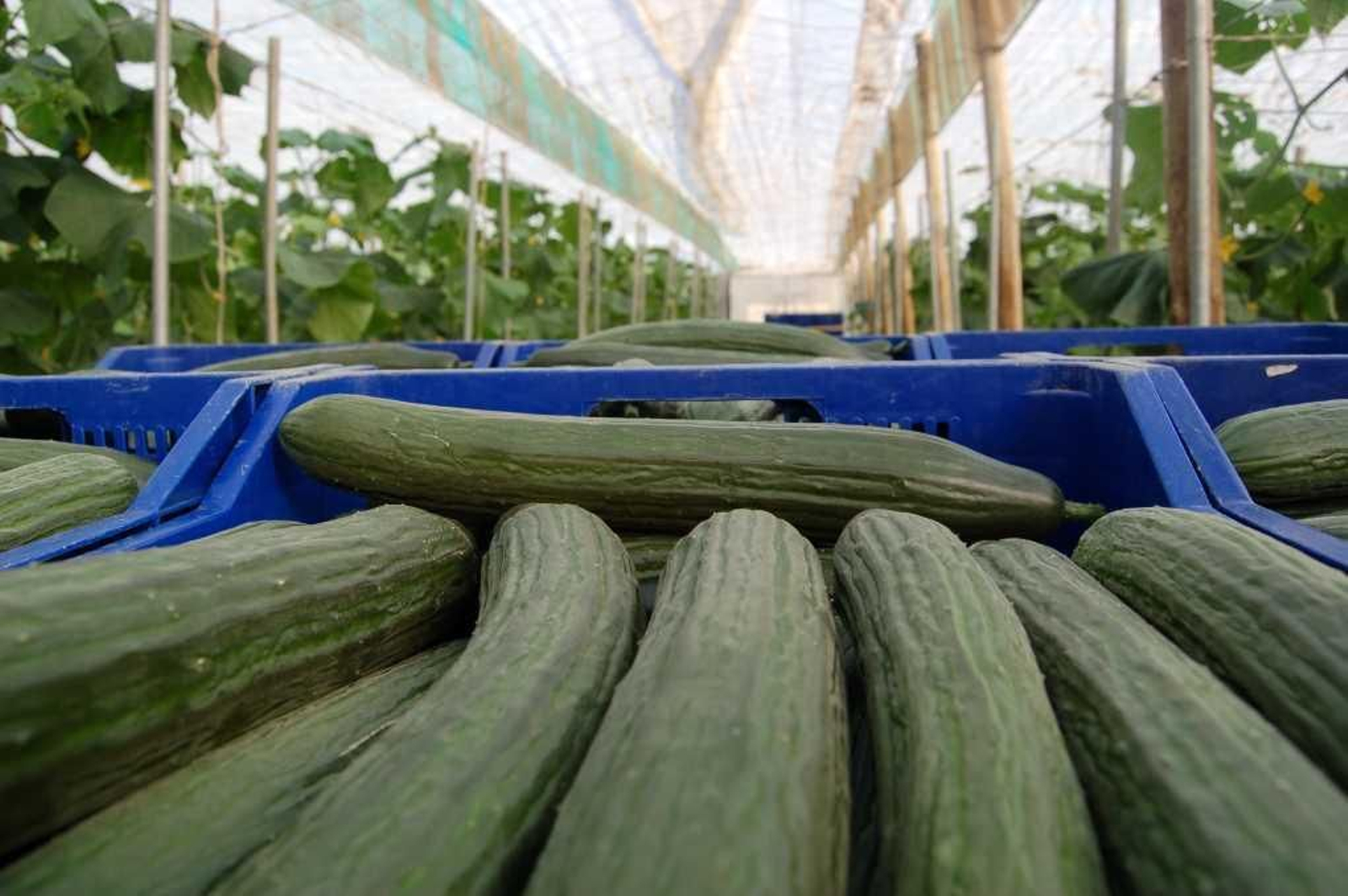 La comercialización de pepinos baja un 21% entre la semana 5 y 7 con respecto al año pasado.