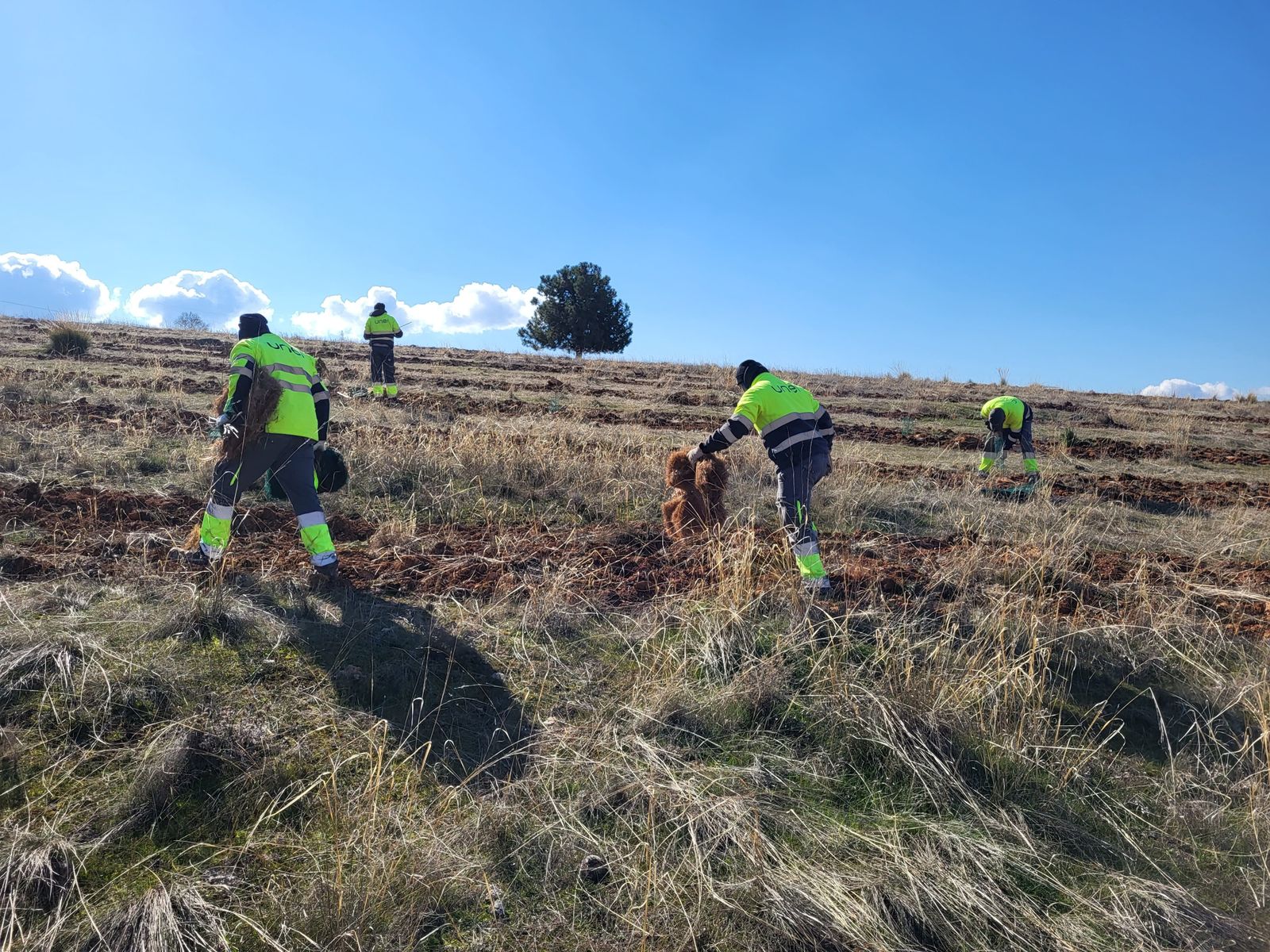 Pulmón verde de 800 hectáreas: arranca la campaña de plantaciones en la Dehesa del Generalife y la Abadía del Sacromonte